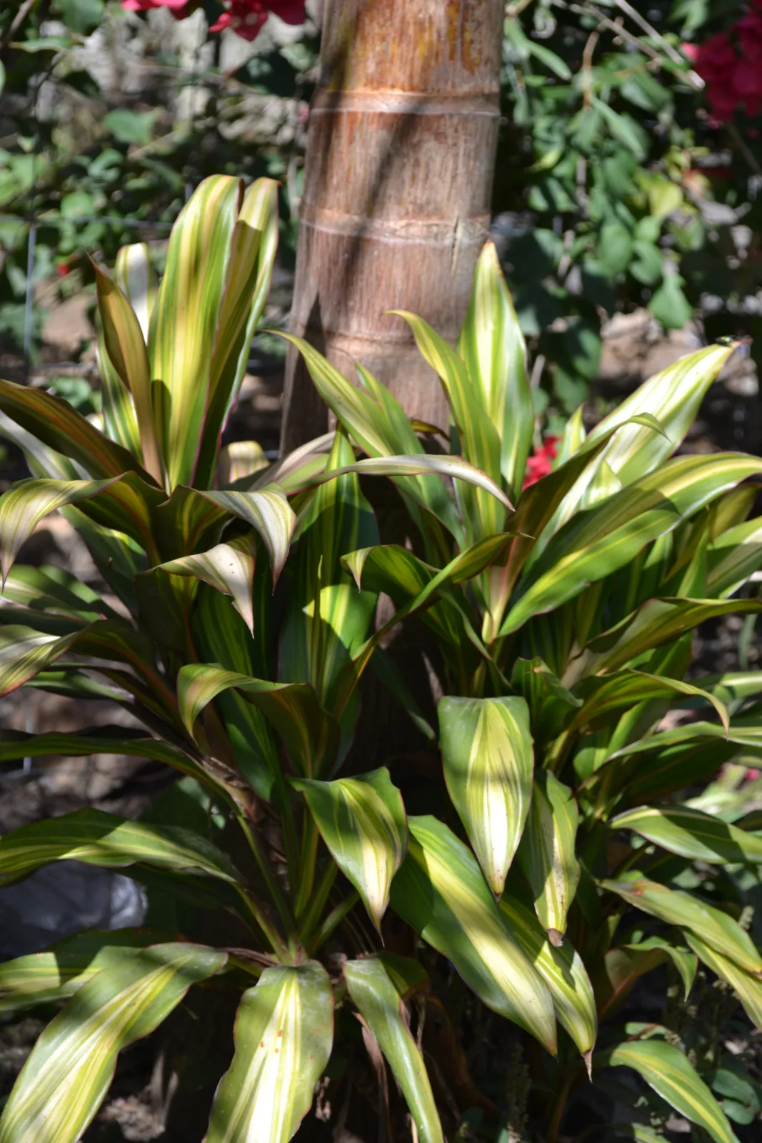 Cordyline fruticosa — variegated Ti plant leaves growing in a garden bed.