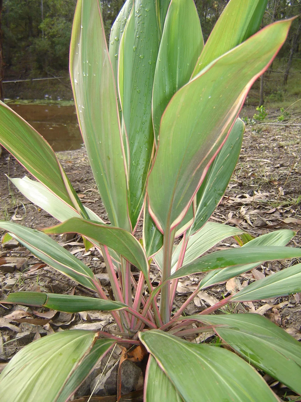 Dew-covered Cordyline fruticosa leaves with pink edges growing in a garden bed.