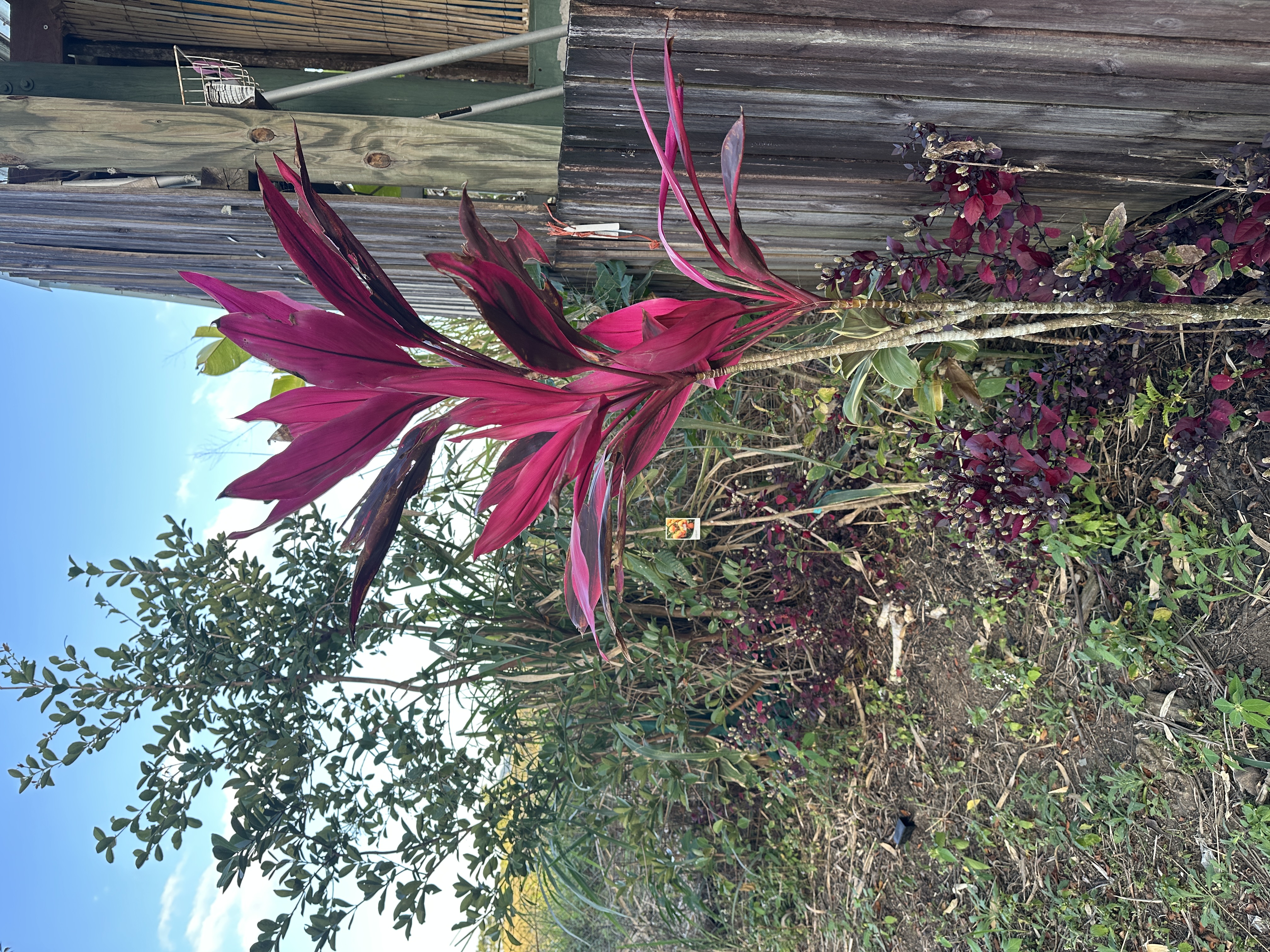 Cordyline fruticosa with vibrant magenta leaves growing against a wooden fence.