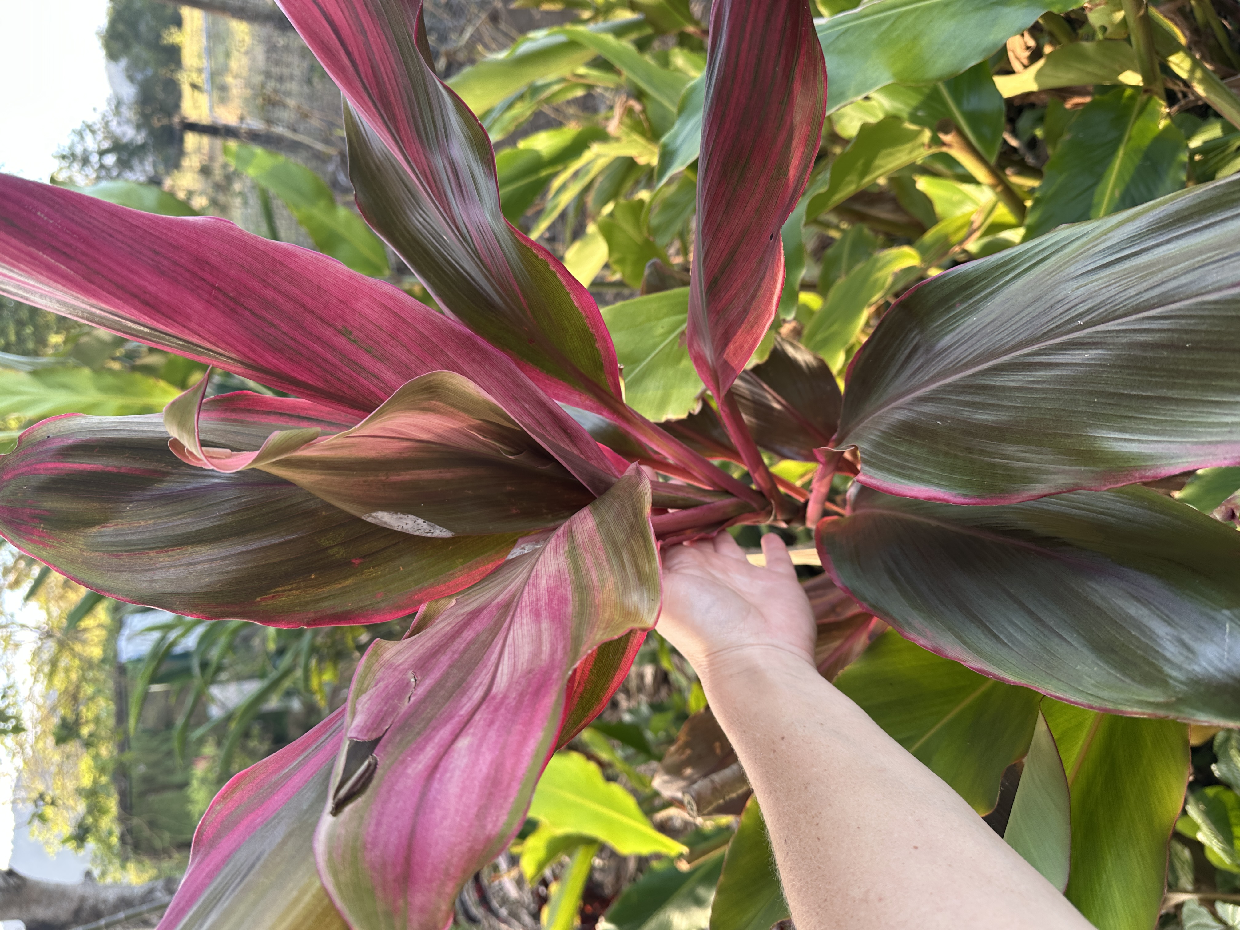 Cordyline fruticosa with long colourful leaves