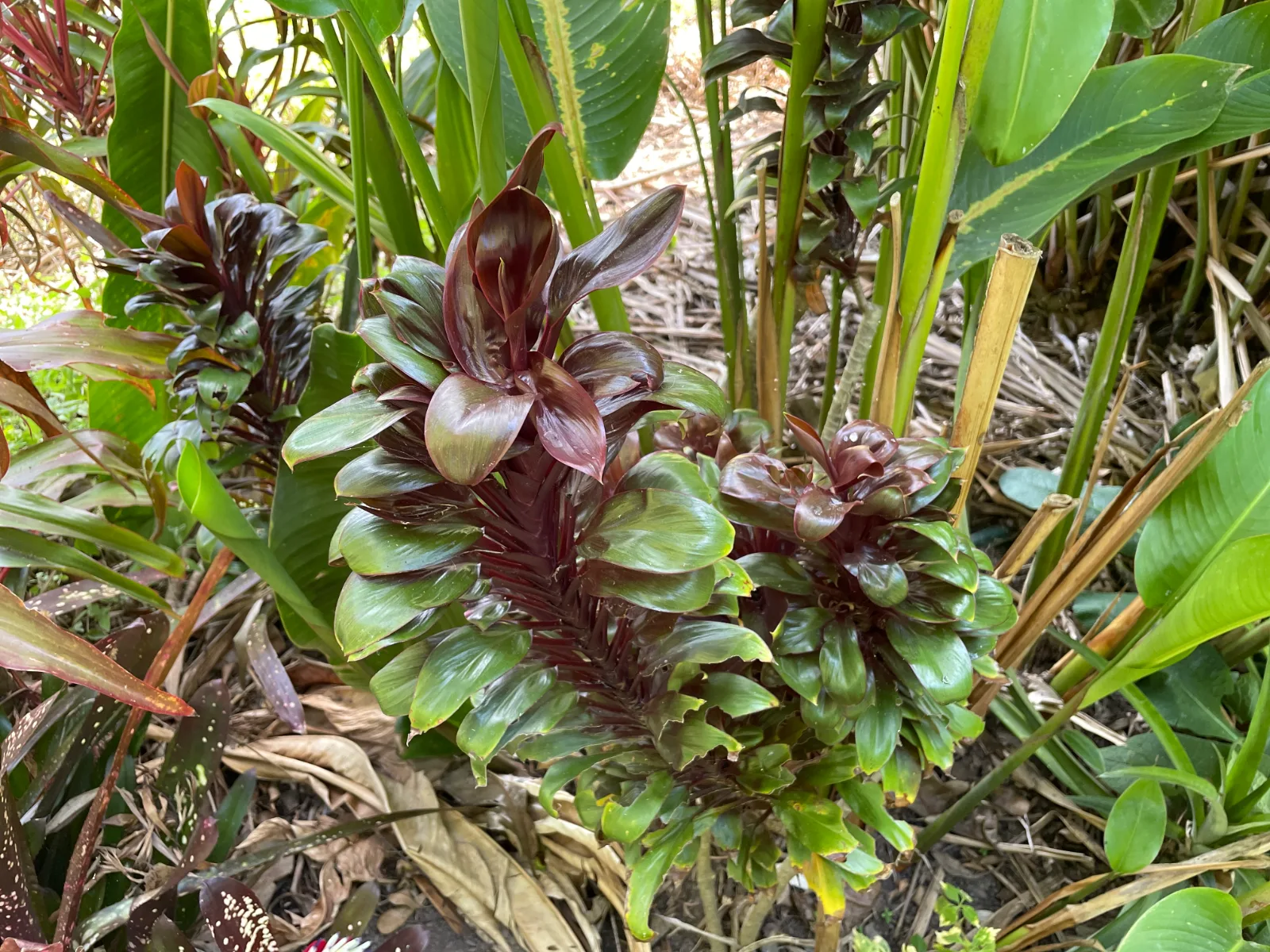 Cordyline fruticosa — ti plant with glossy, dark red and green foliage growing in a garden bed.