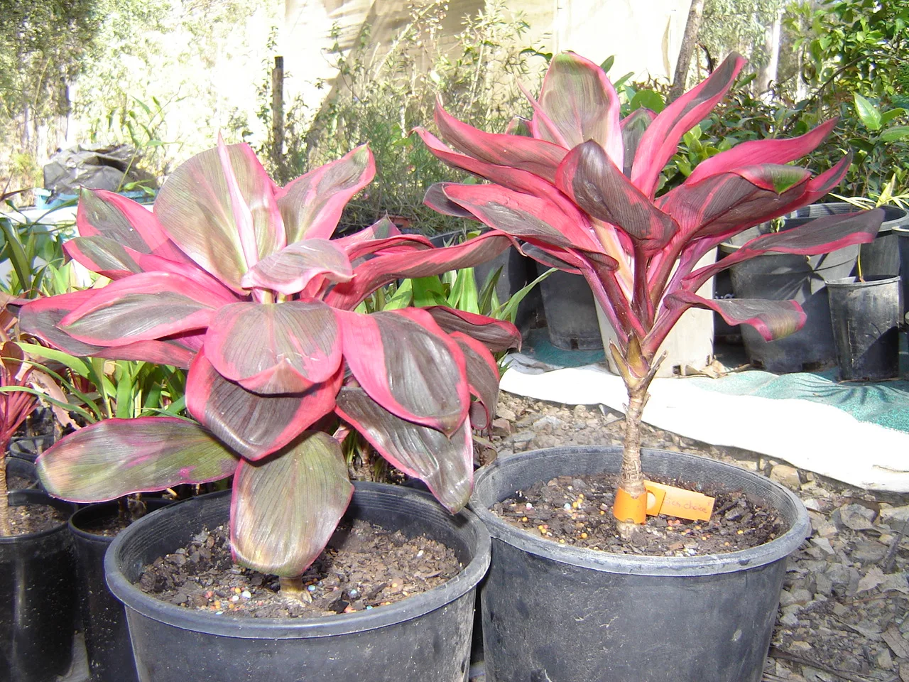 Two potted Cordyline fruticosa plants with vibrant pink and dark purple foliage.