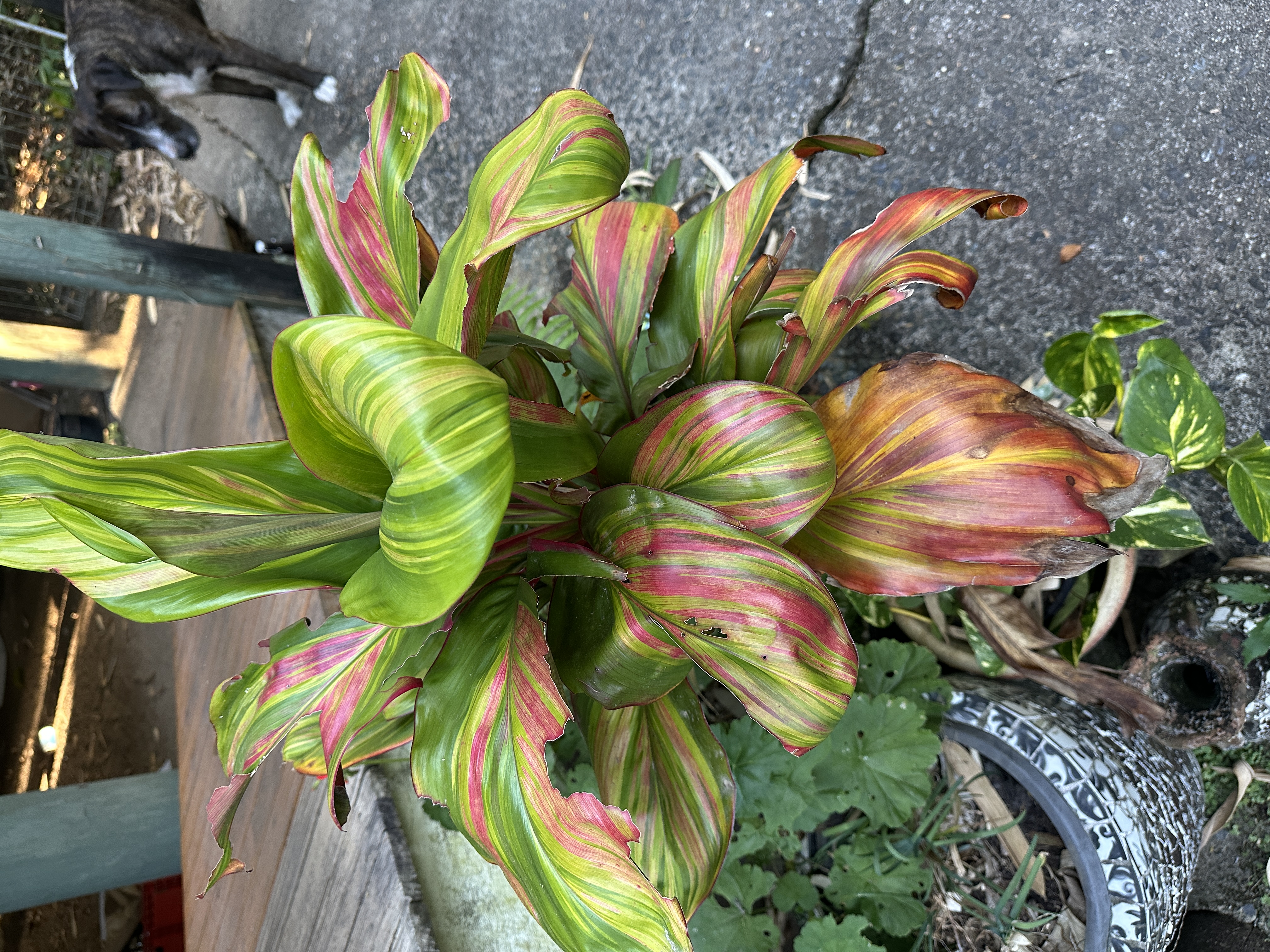 Cordyline fruticosa with variegated green, yellow, and red foliage in a pot.