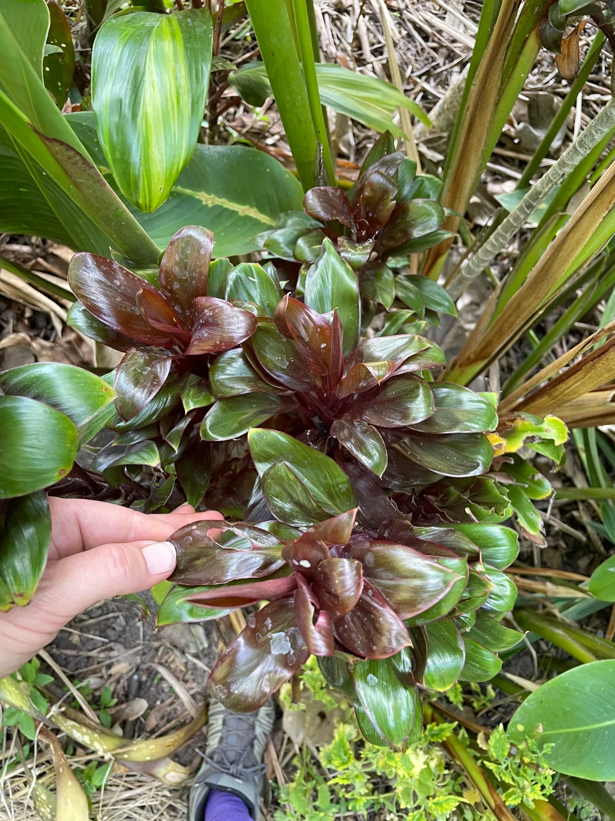 Hand holding the deep red leaves of a Cordyline fruticosa plant.
