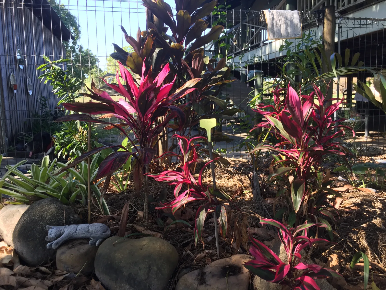 Cordyline fruticosa — ti plant shrubs with bright pink and burgundy foliage growing in a mulched garden bed.