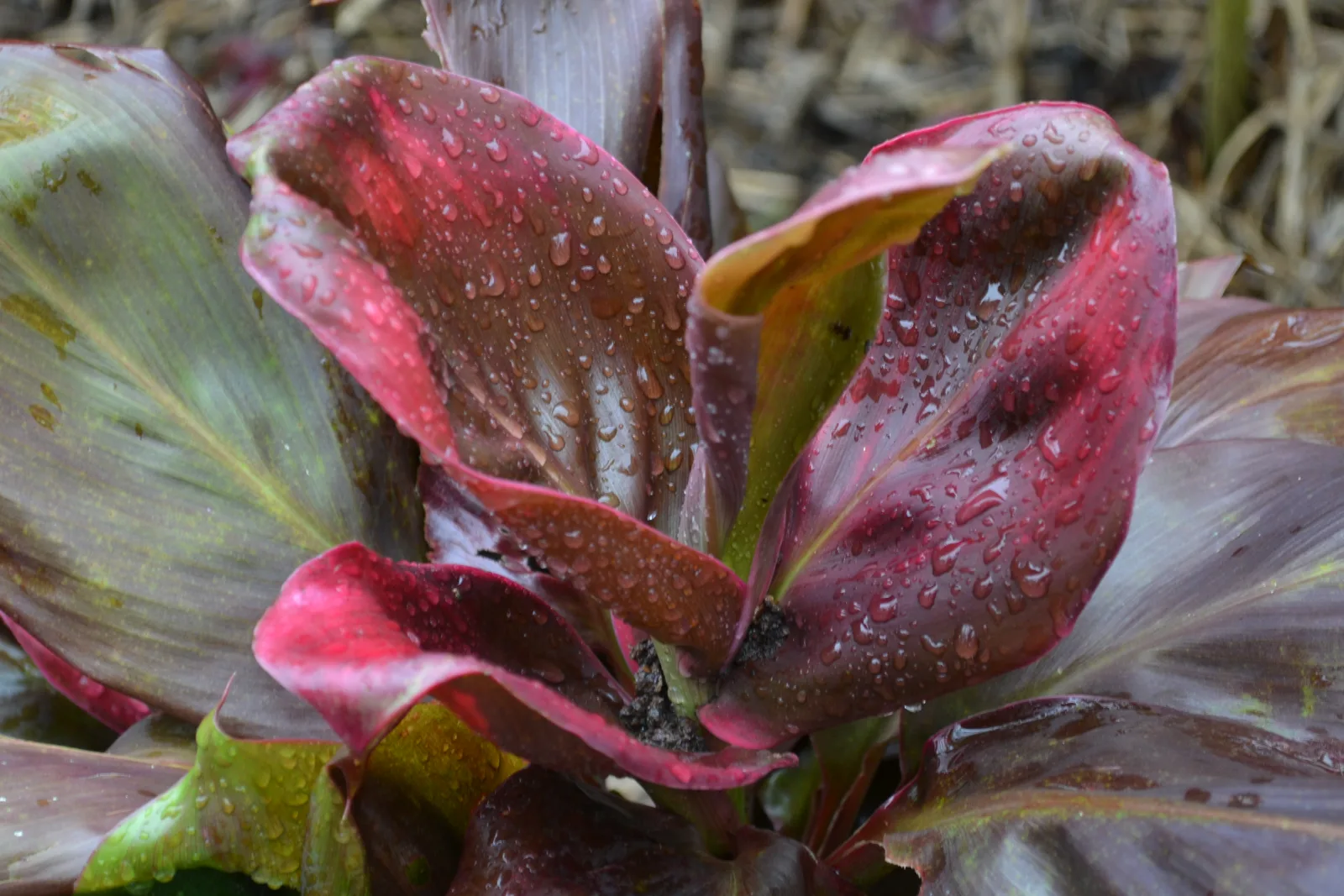 Raindrops on the deep purple, glossy foliage of a Cordyline fruticosa plant.