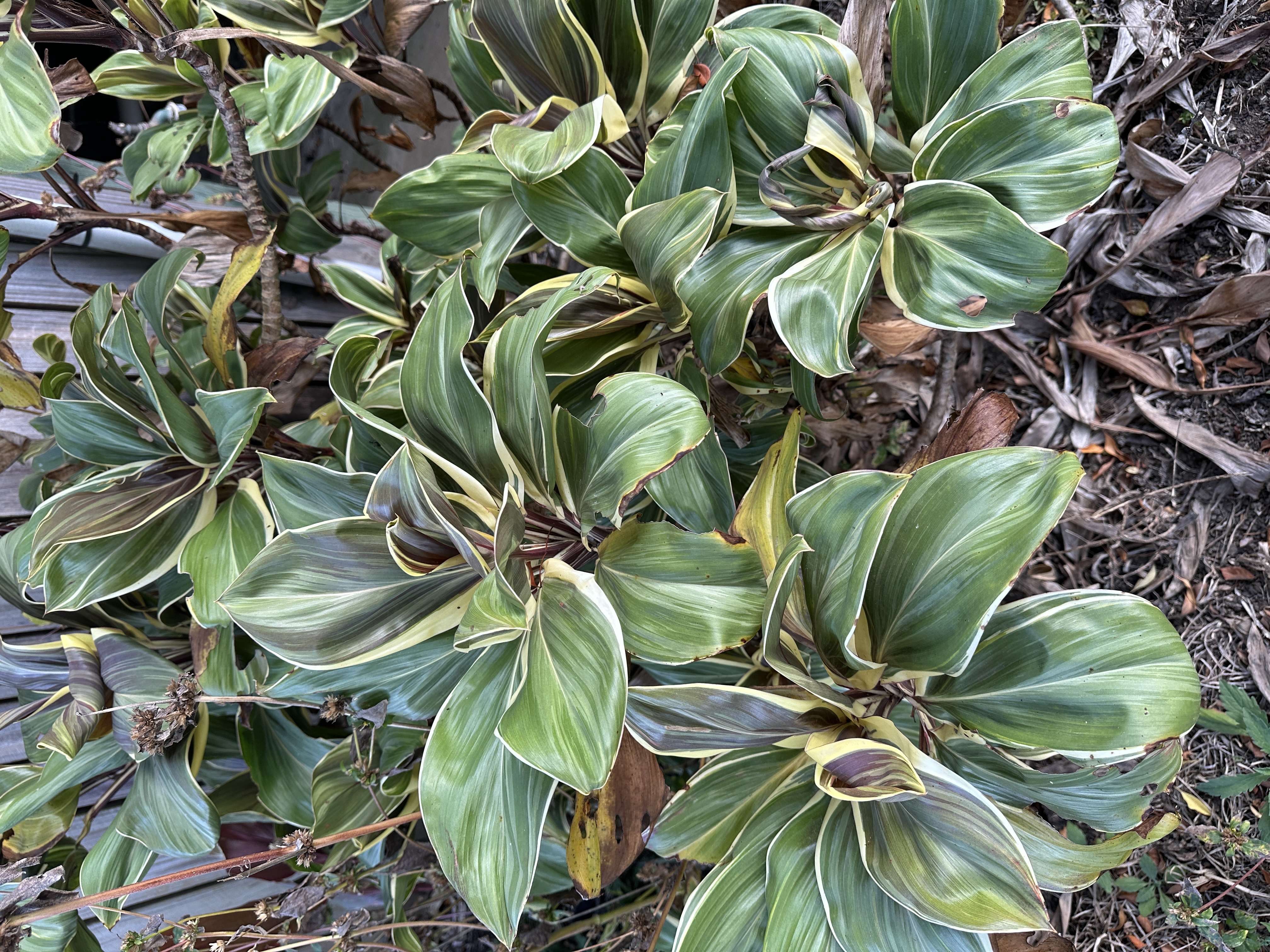 Variegated Cordyline fruticosa leaves with green and cream stripes growing in a garden bed.