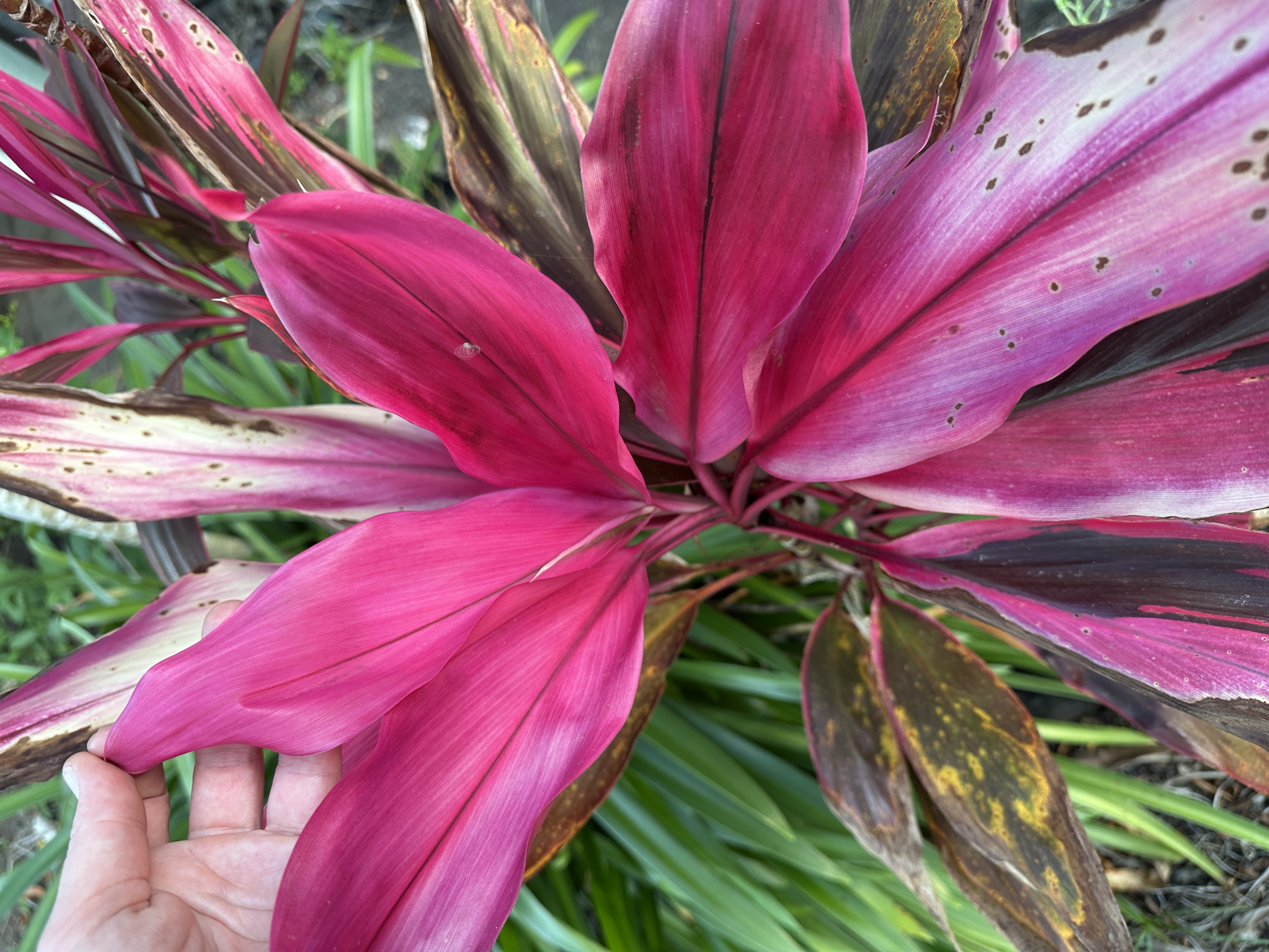 Hand holding a bright pink and purple leaf of a Cordyline fruticosa plant.