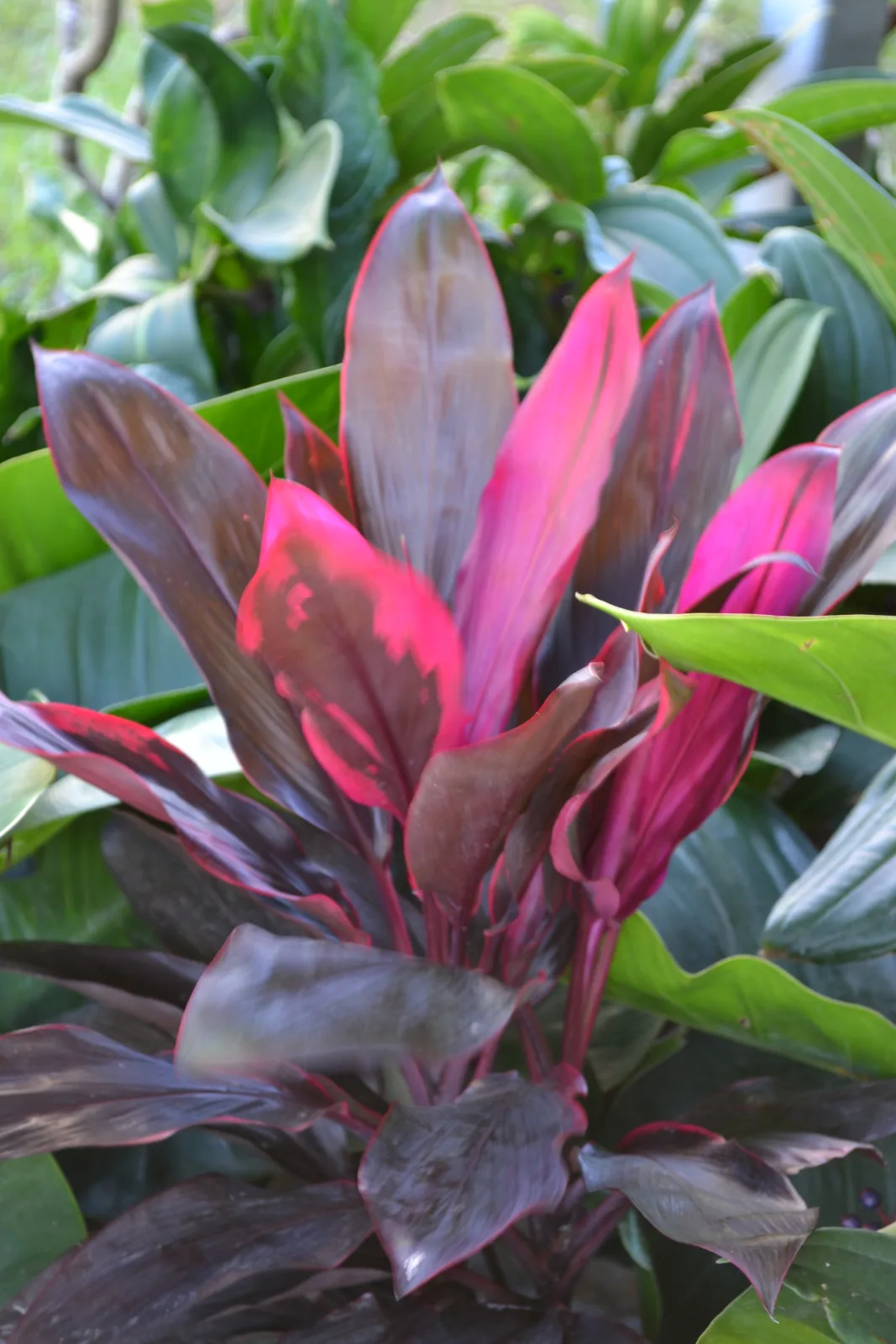 Cordyline fruticosa — ti plant with glossy purple and bright pink lance-shaped leaves.