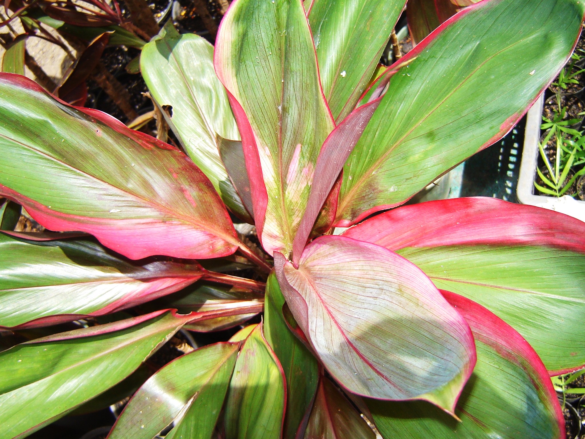 Cordyline fruticosa leaves showing shades of green and vibrant pink from a top-down view.