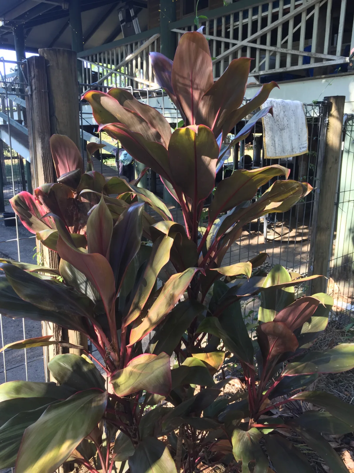 Cordyline fruticosa — ti plant with broad, purple and green foliage growing near a wire fence.