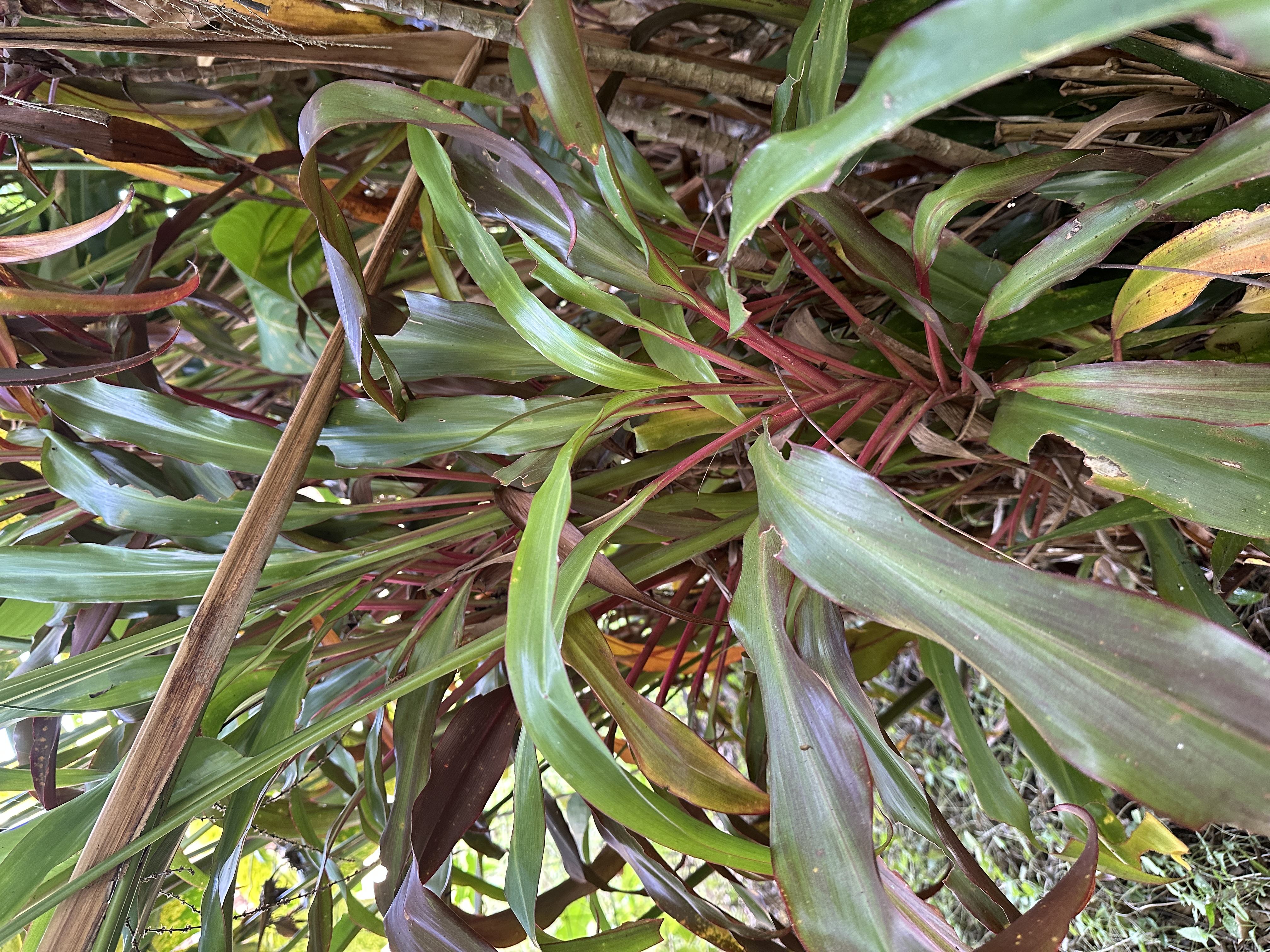 Long green and red Cordyline fruticosa leaves radiating from a central stem.
