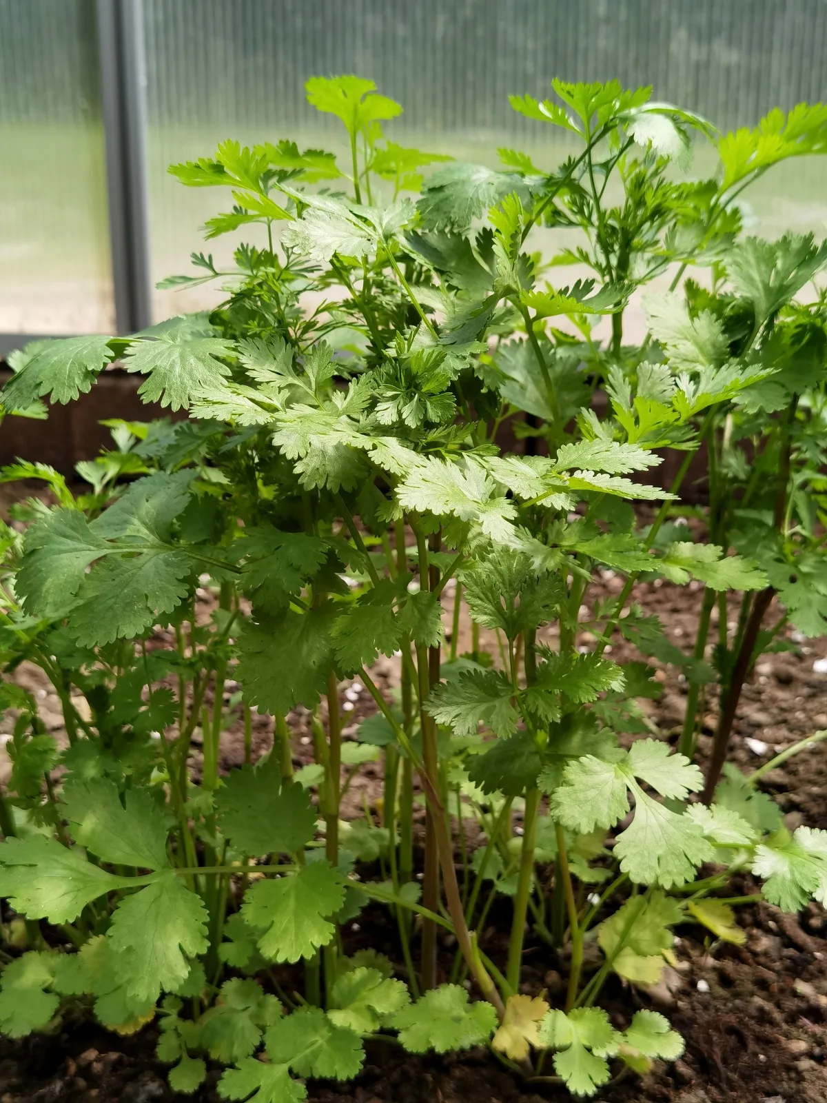 Coriander plants in the garden