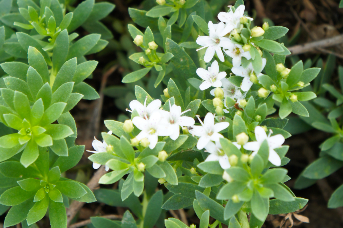 Creeping boobialla leaves and small white flowers.
