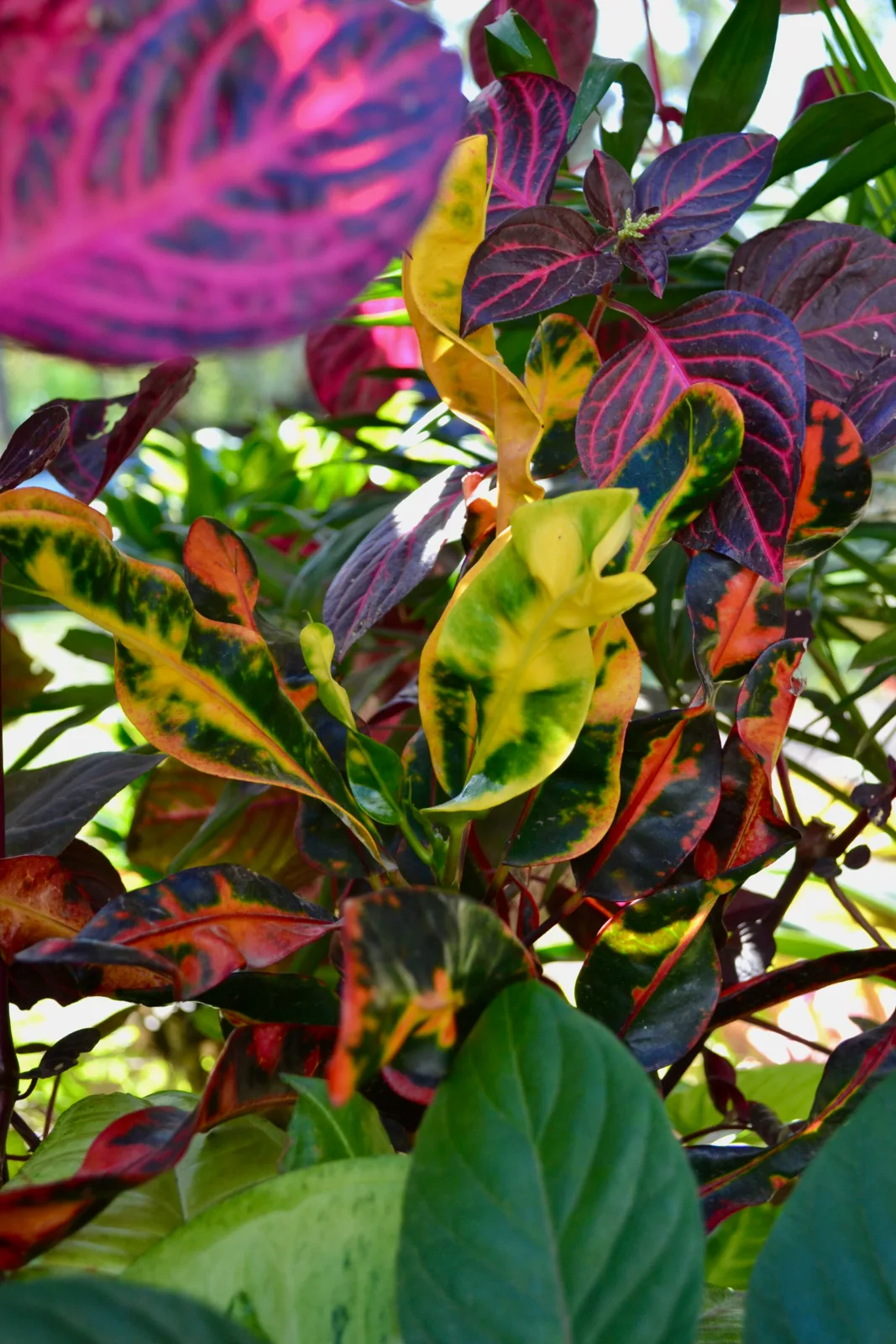 Variegated yellow, green, and red croton leaves growing in a garden.