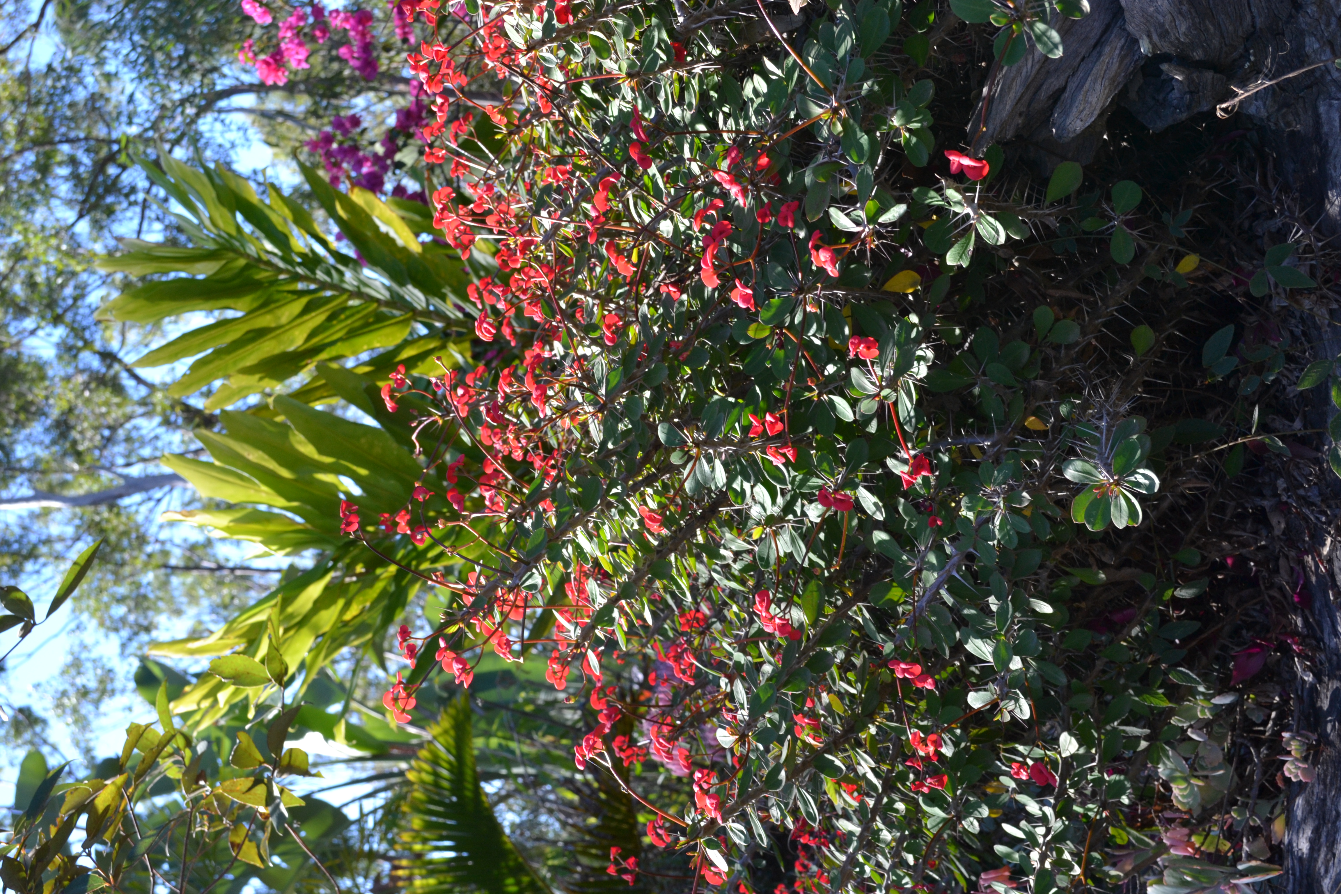 Small red flowers bloom on a thorny Crown of thorns shrub in a sunny garden.