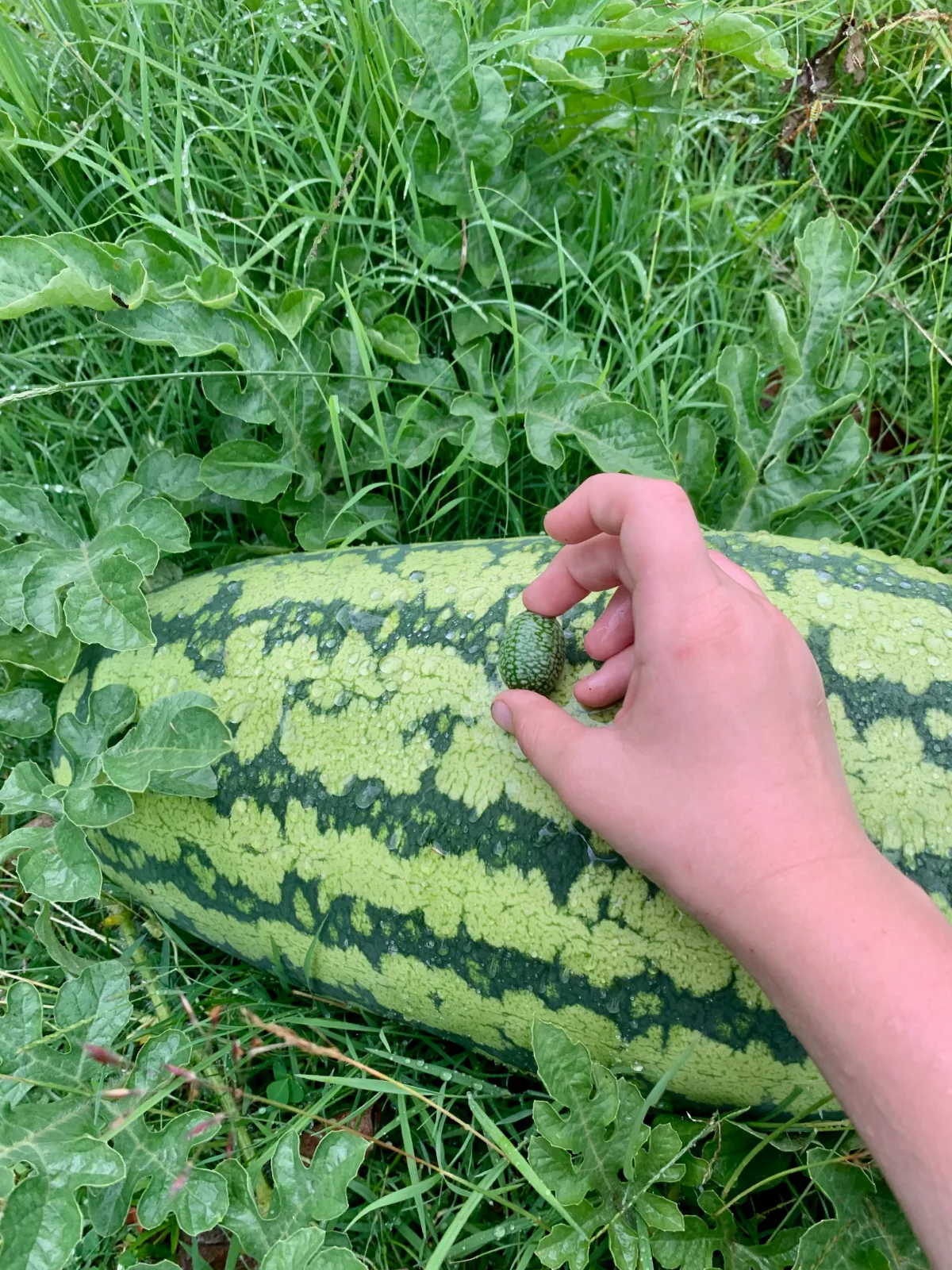 A hand holds a tiny cucamelon against the surface of a large, striped watermelon.