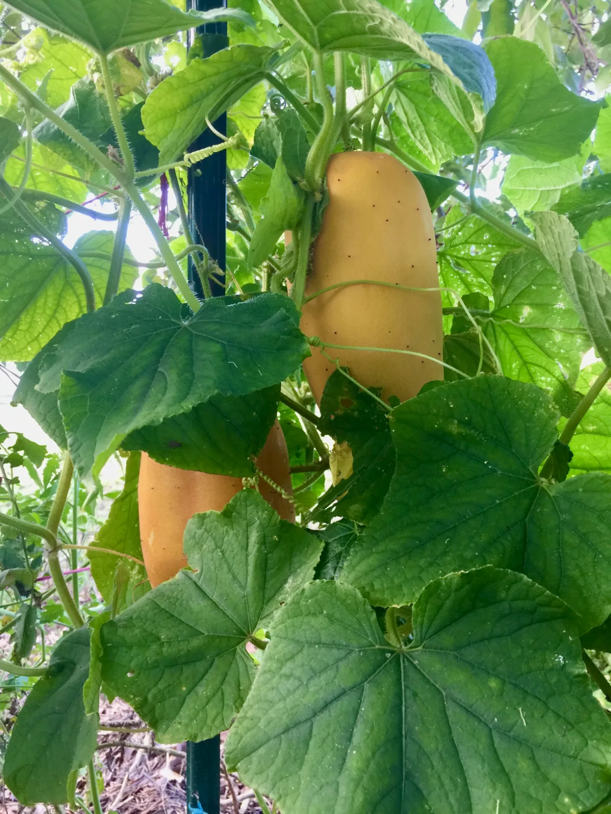 Yellow cucumbers on a healthy thriving cucumber plant in Australia