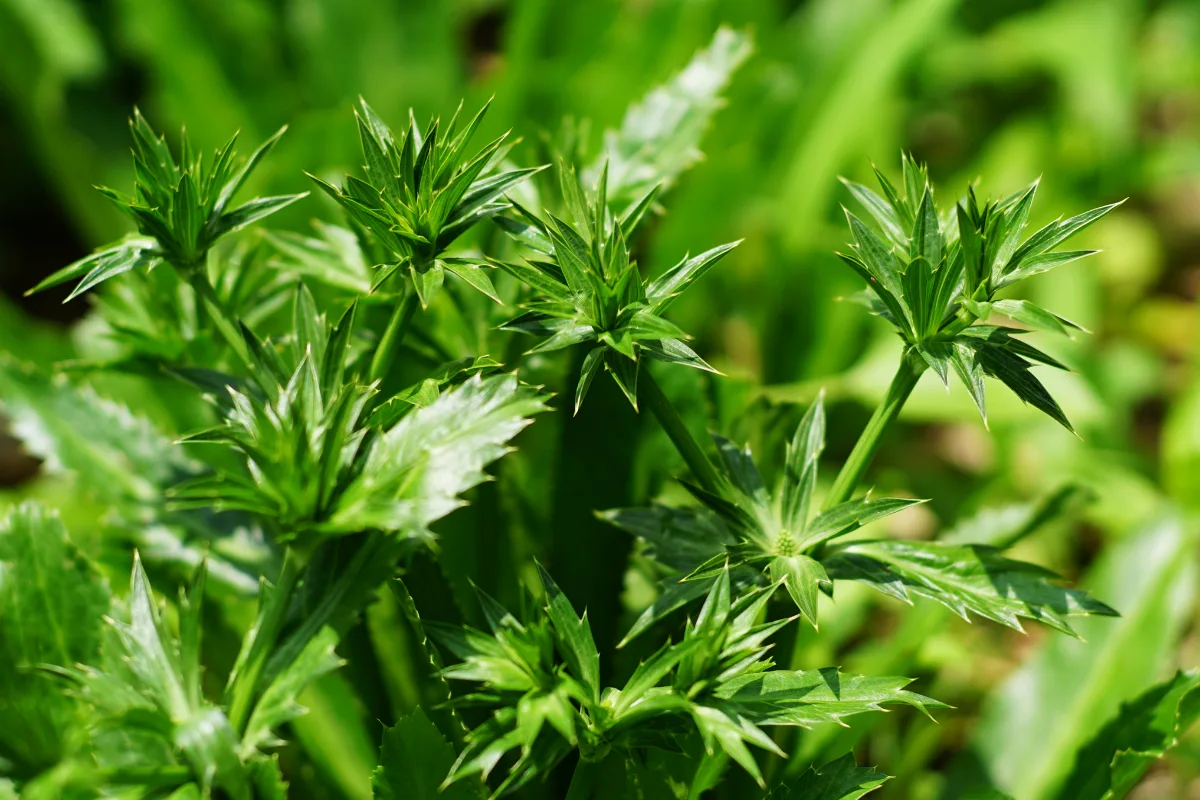 Close-up of serrated green Culantro leaves growing in a garden.