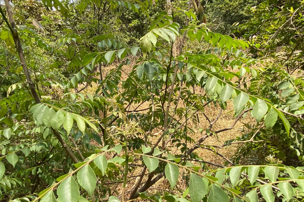 Curry leaf tree branches with pinnate leaves and small white flower clusters growing in a garden.