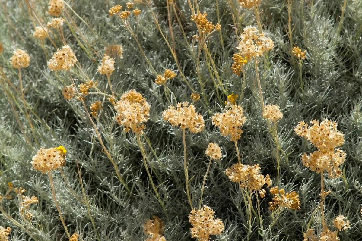 Clusters of small yellow flowers on a silver-leafed curry plant.