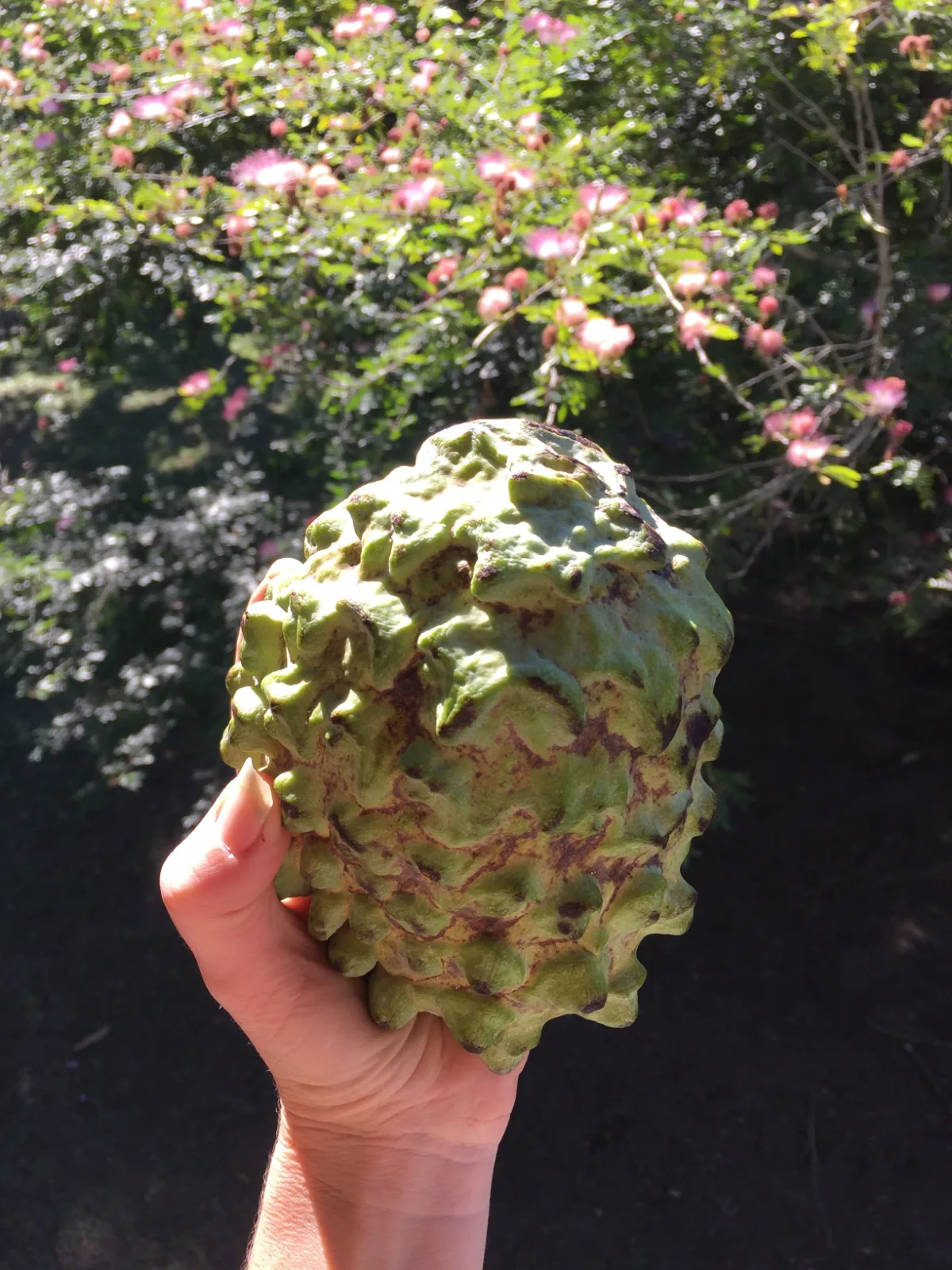 Custard apple (Atemoya) — custard apple held in a hand against a blurry garden background.