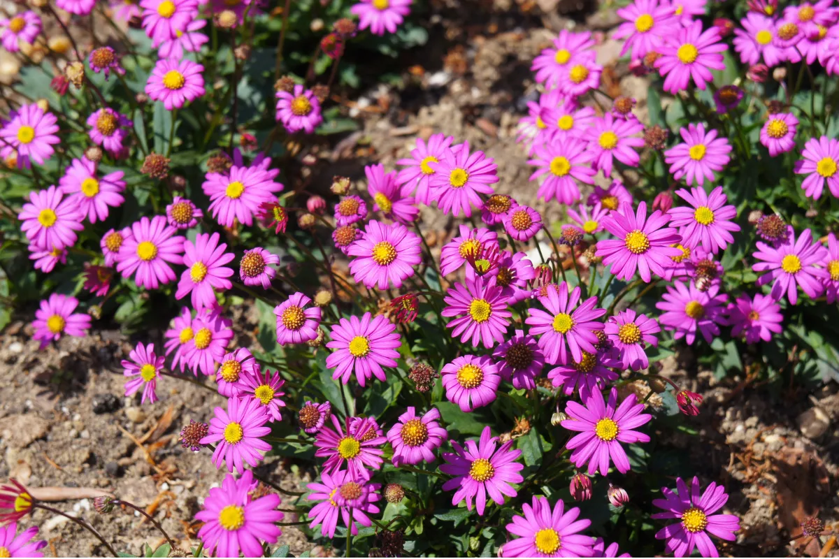 Dense cluster of pink cut-leaf daisy flowers with yellow centres growing in dry soil.