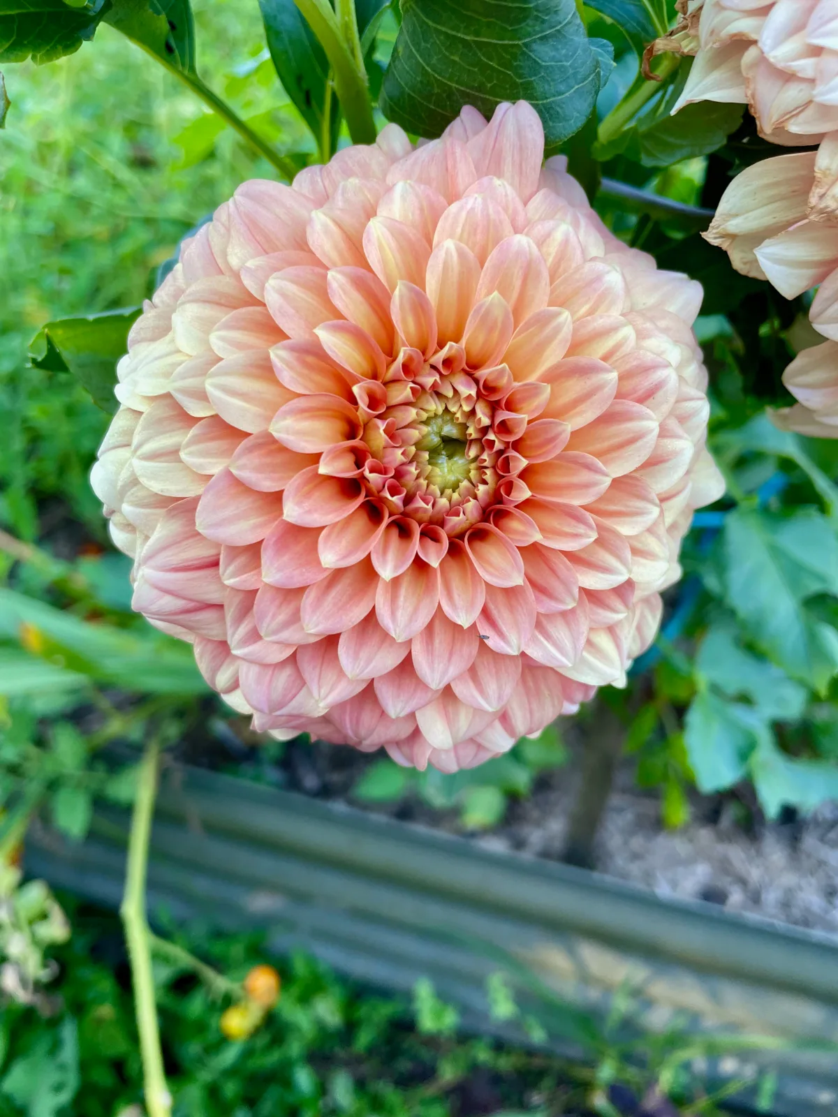 Gorgeous pale pink Dahlia flower in a raised garden bed in Queensland, Australia