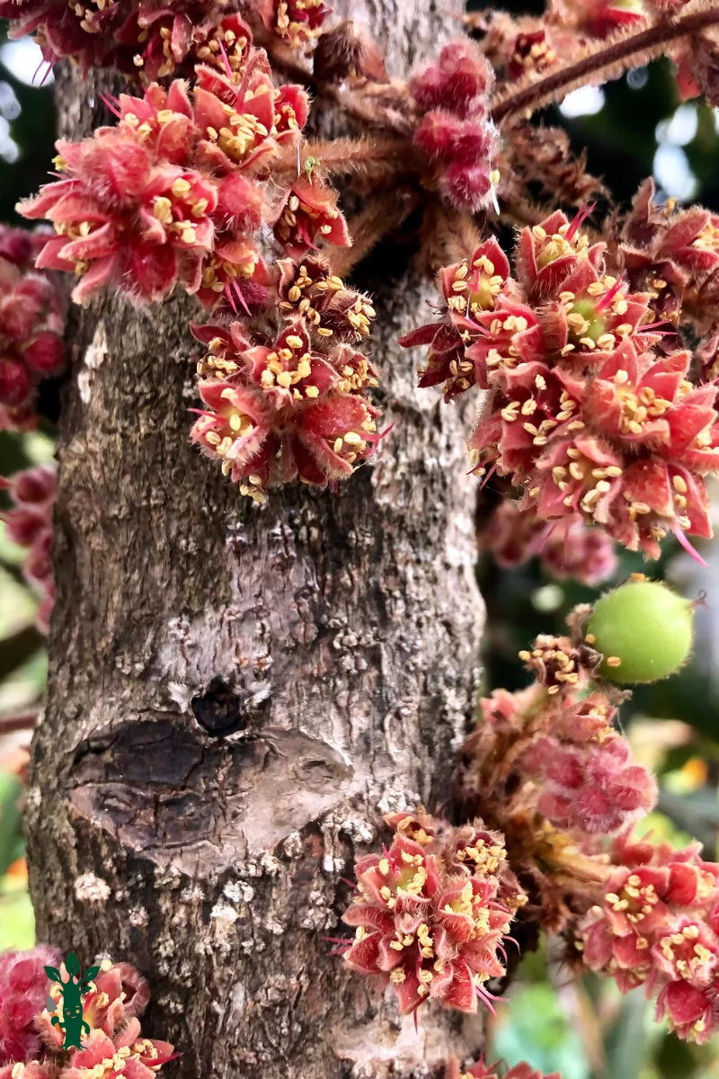 Davidson plum in flower with a small fruit forming