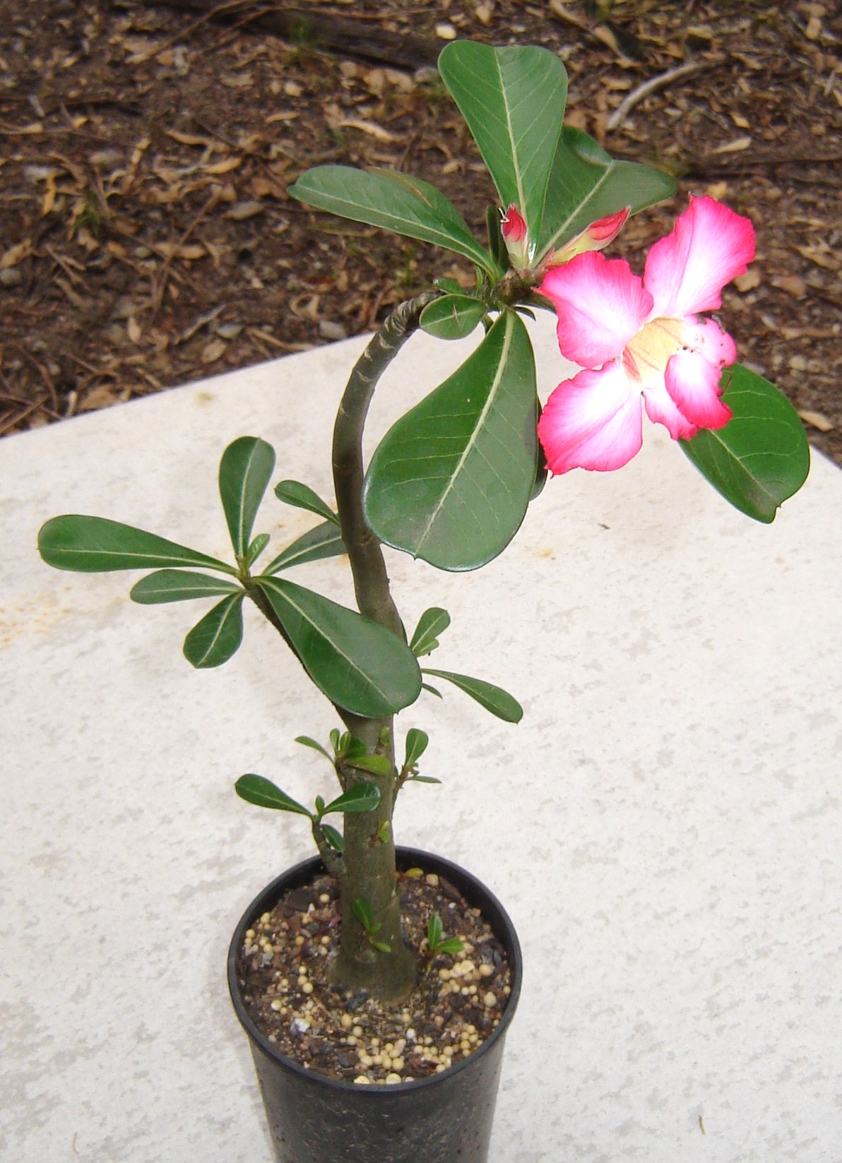 Desert rose with a pink and white flower blooming in a small black pot.