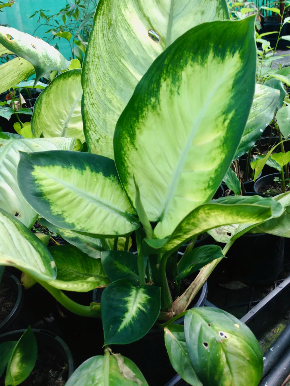 Large Dieffenbachia leaves with cream and green variegated patterns growing in a plastic pot.