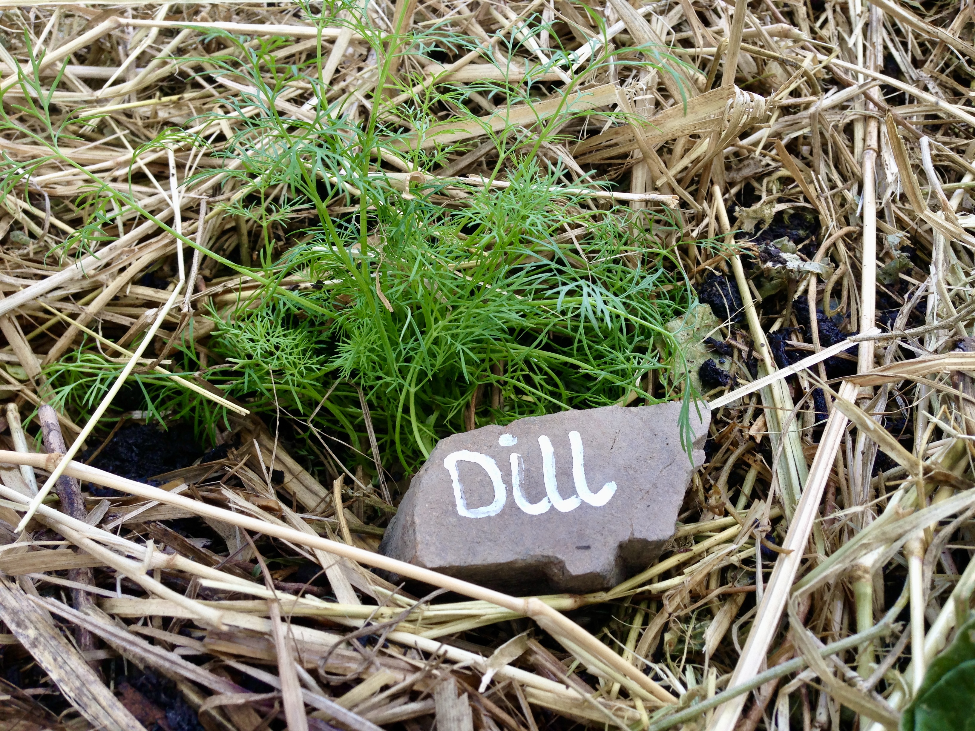 Dill in the garden with homemade rock plant tag