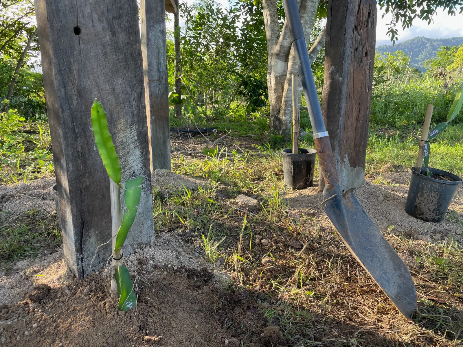Young dragon fruit plant planted next to strong wooden support