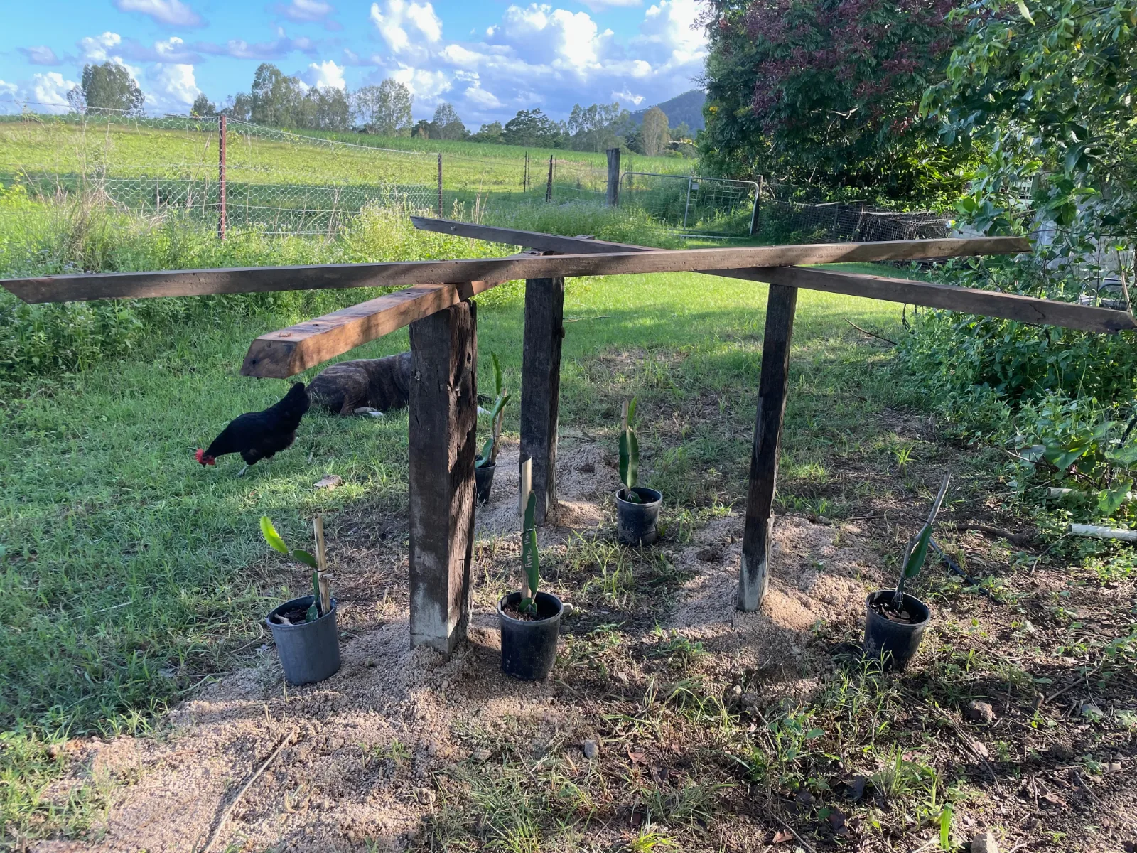 Dragon fruit trellis with young dragon fruit plants ready to be planted