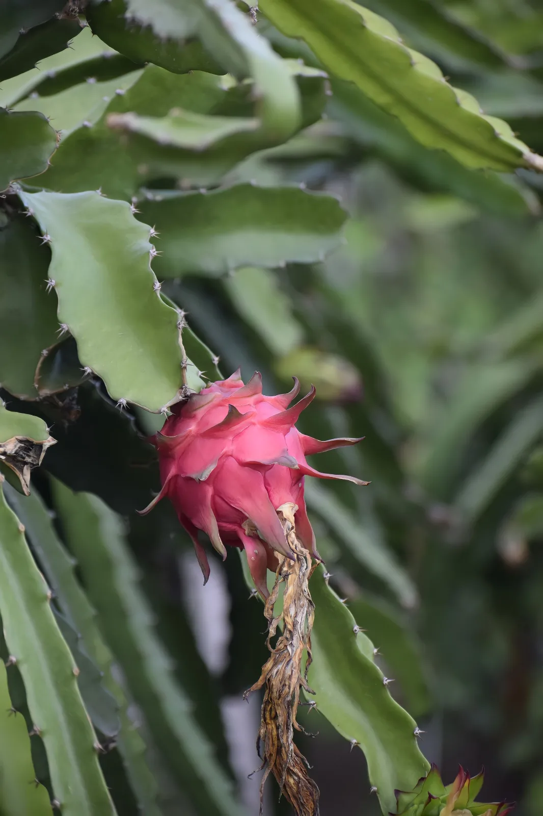 Close-up of a vibrant dragon fruit on a cactus plant