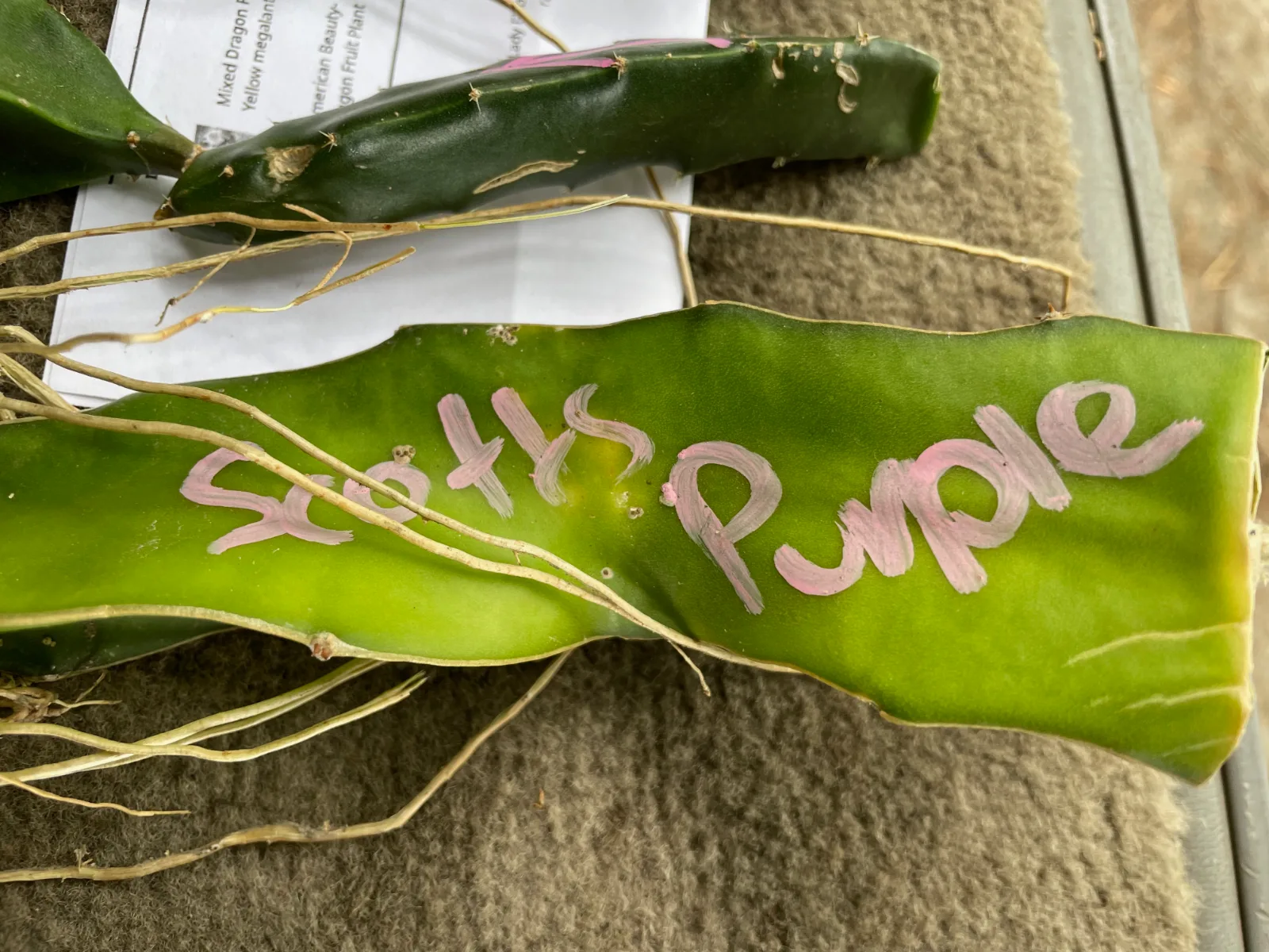 Scott's Purple Dragon Fruit Cutting ready for planting in the garden or a pot