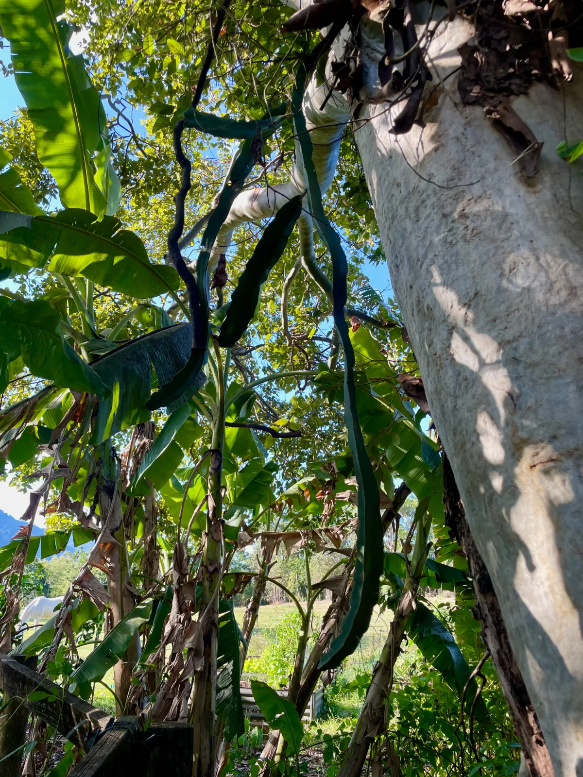 mature dragon fruit plant growing high in a tree in Queensland Australia
