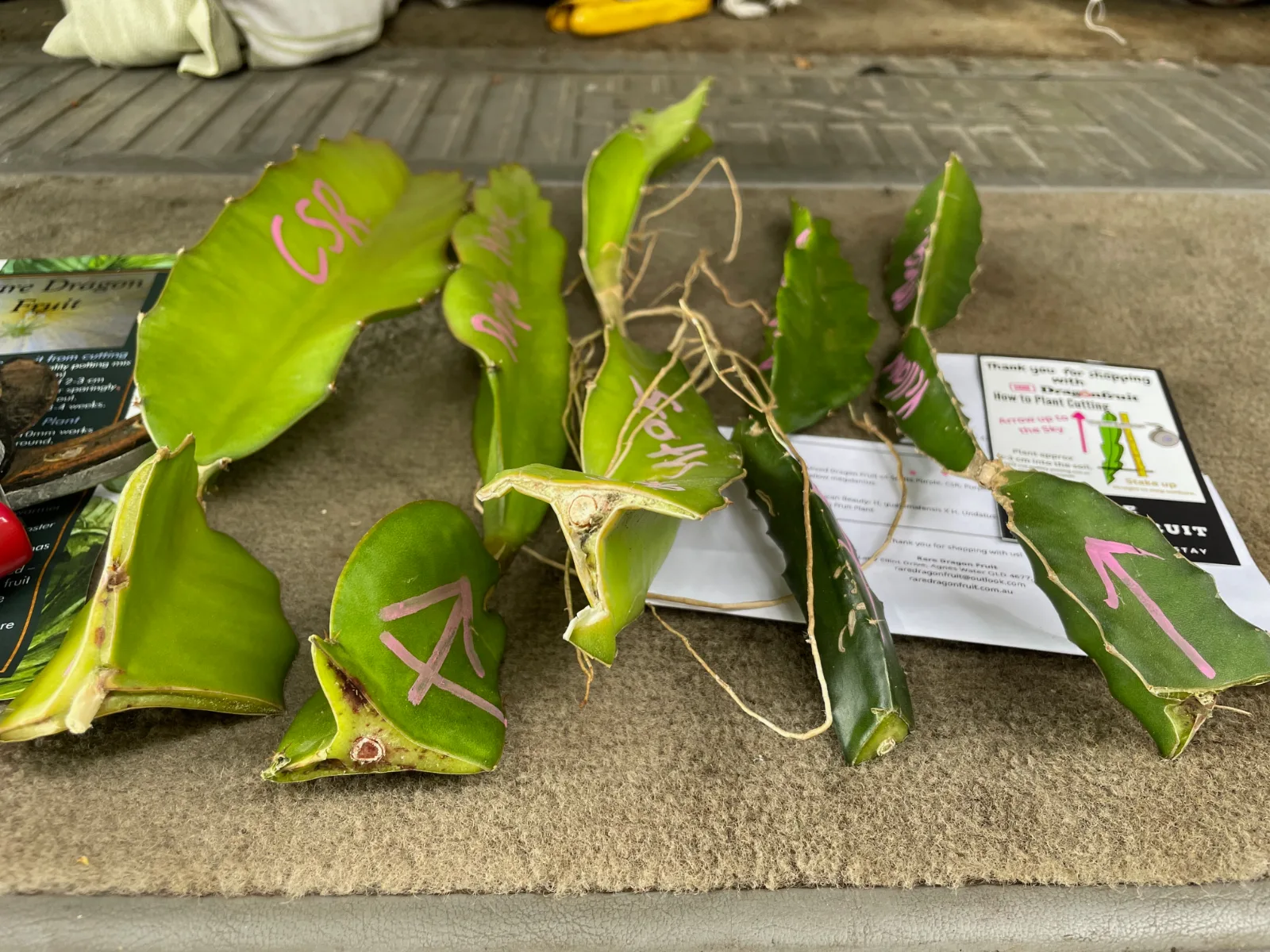 Dragon fruit cuttings from Rare Dragon Fruit nursery