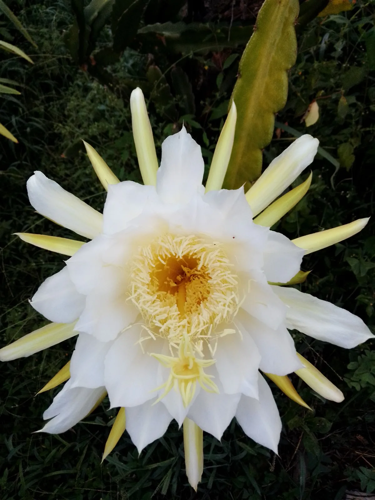 Close-up of a stunning white dragon fruit flower showcasing its intricate petals and vivid center