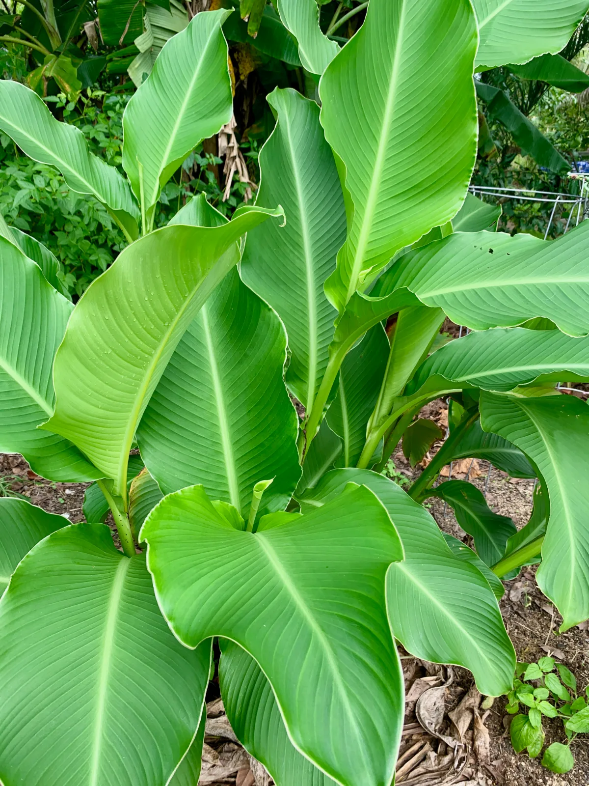 Large, bright green leaves of an edible canna plant growing in a garden.