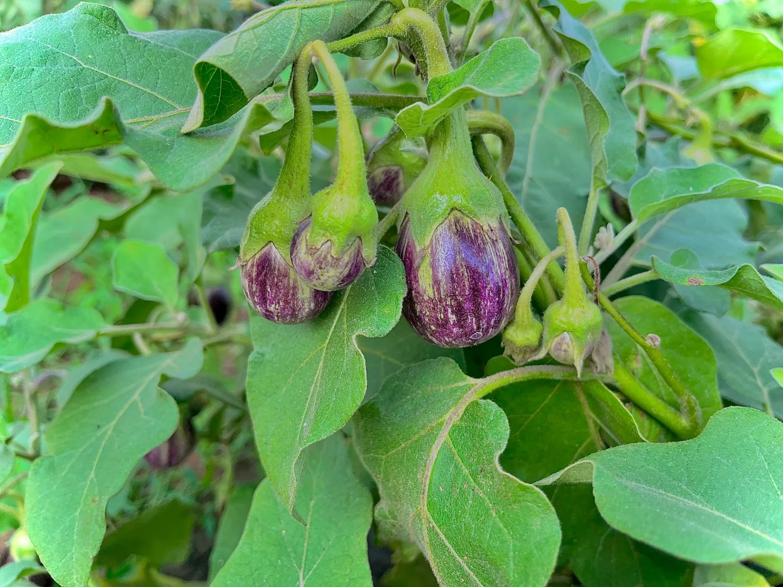 Small striped eggplants growing on a leafy plant.