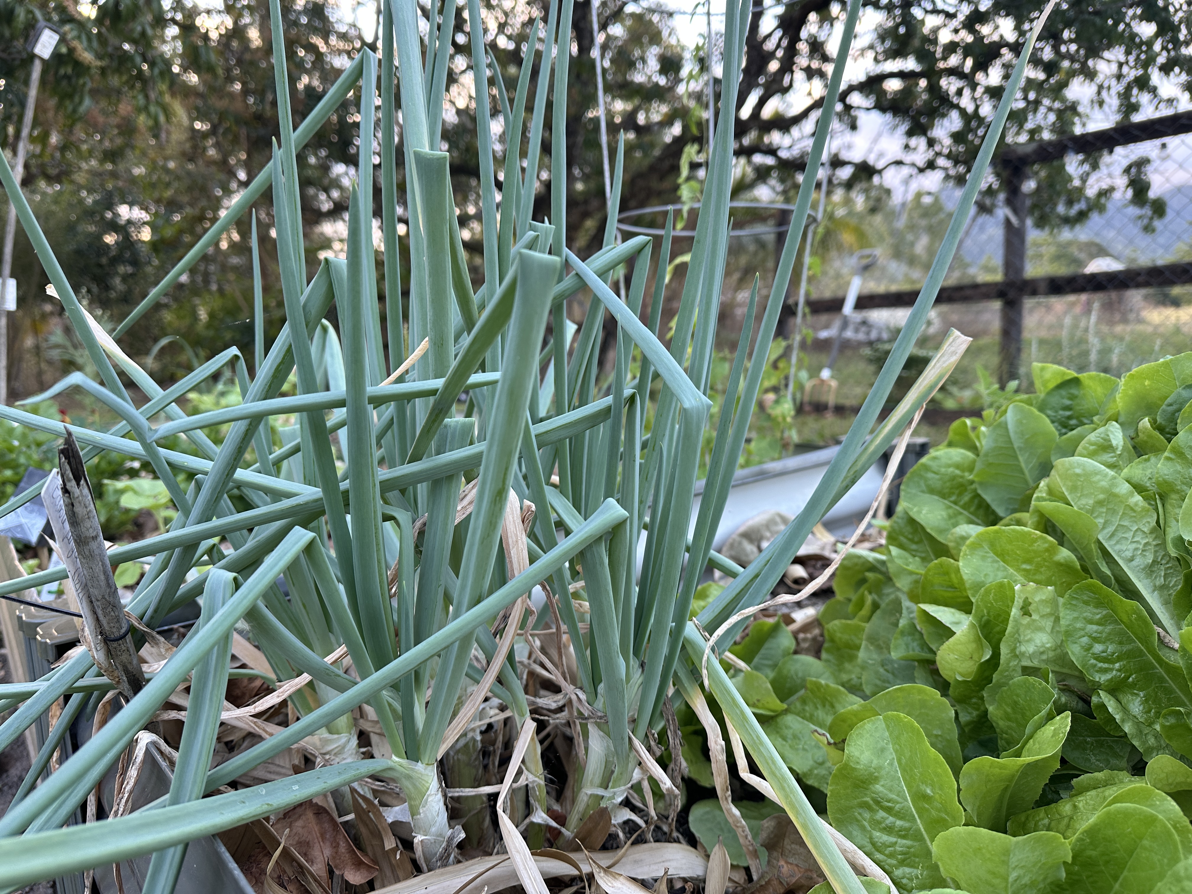 Egyptian walking onion growing in a garden bed next to leafy greens.