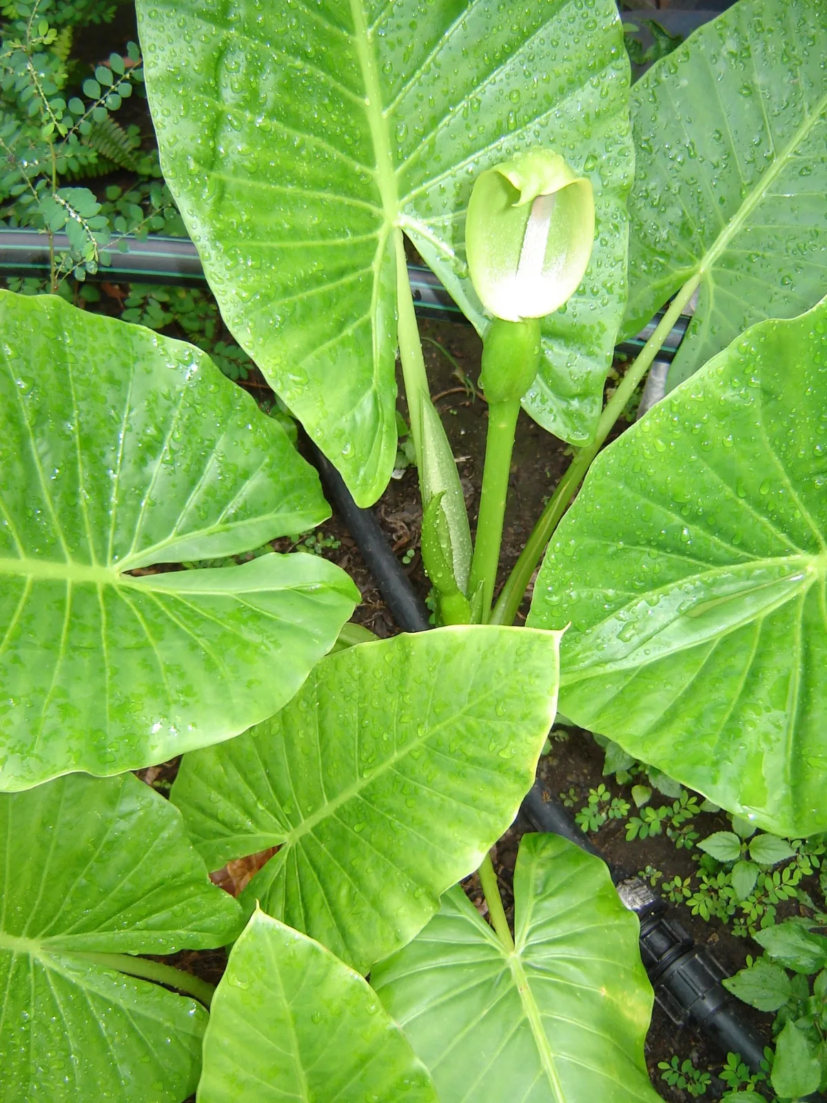 Elephant's Ear Plant in Queensland, Australia