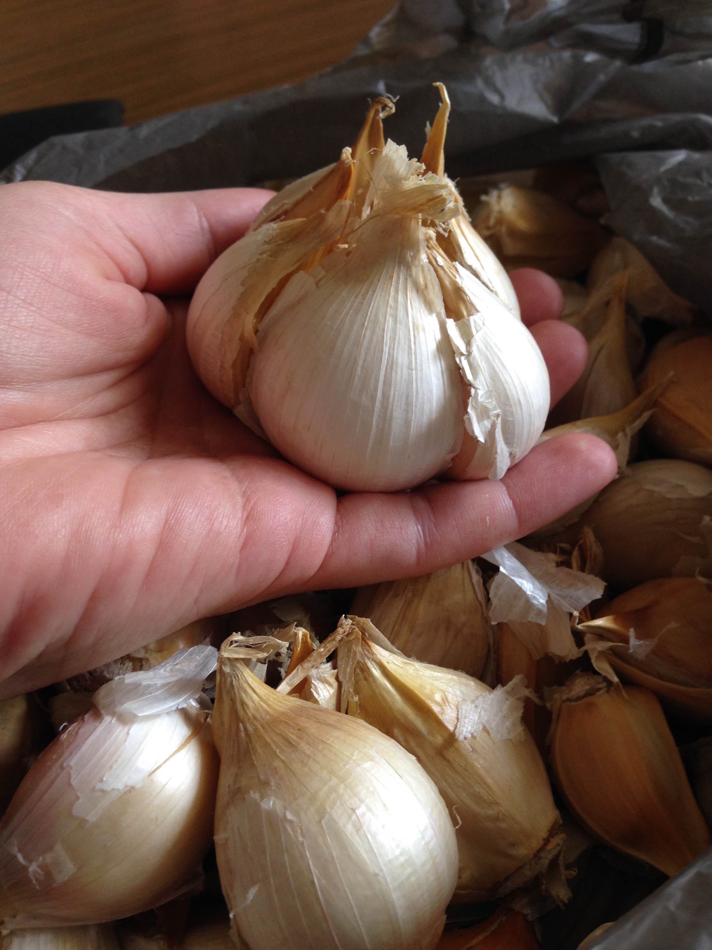 Large elephant garlic bulb held in a hand above a pile of other bulbs.