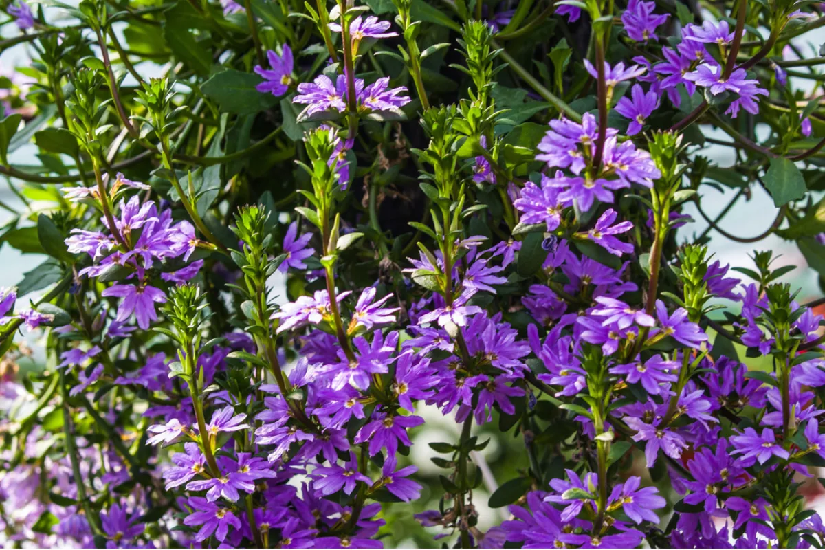 Clusters of purple fan flower blooms covering green foliage.