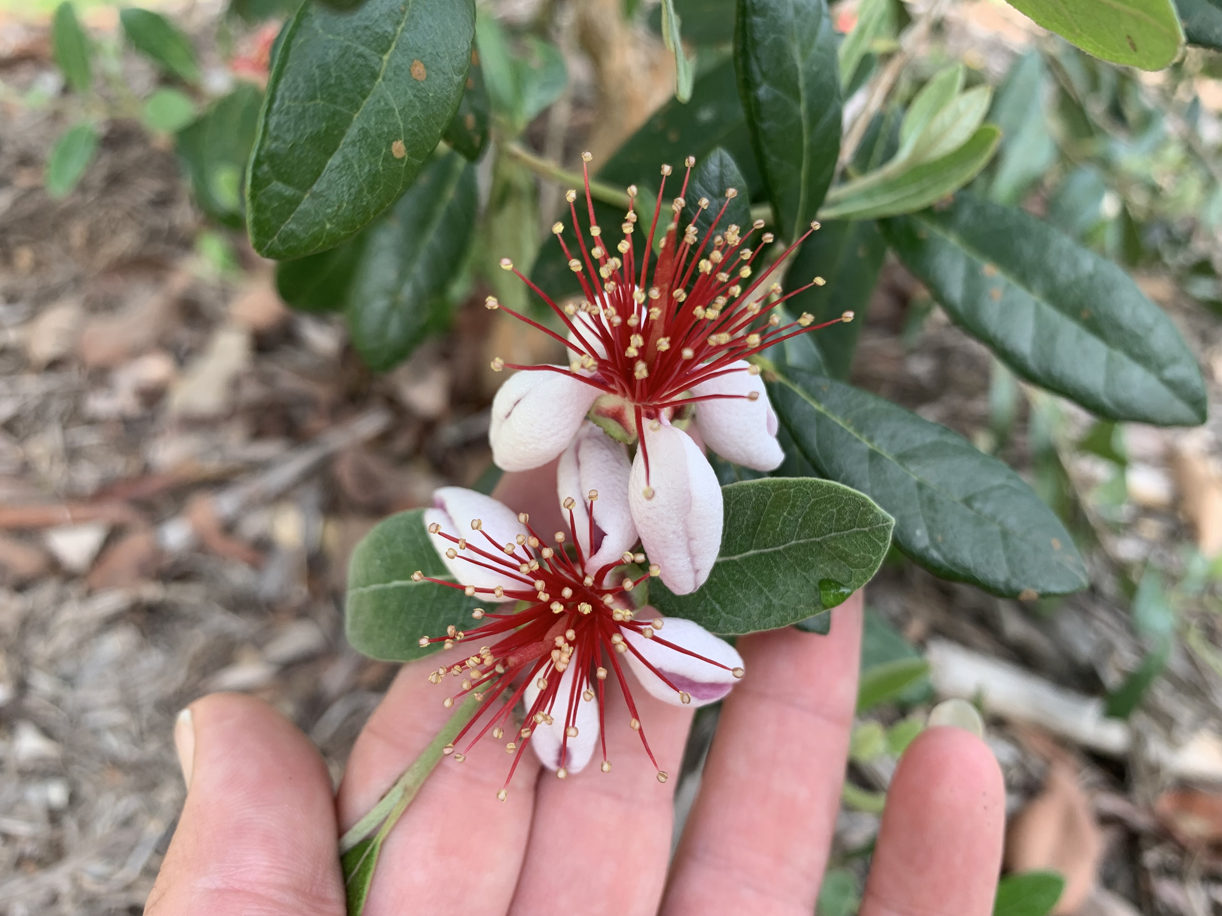 Feijoa flowers with prominent red stamens held in a hand.