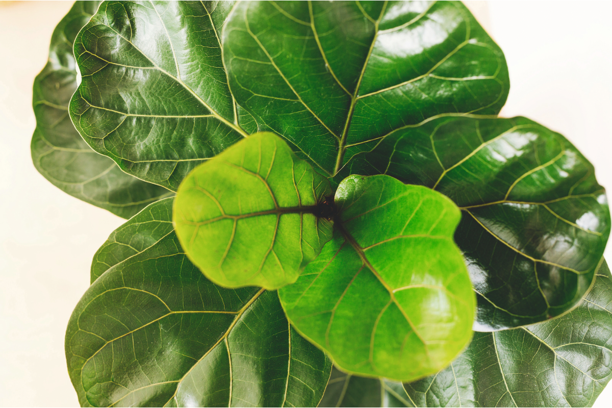 Top-down view of large, glossy, dark green fiddle-leaf fig leaves with new light green growth in the centre.