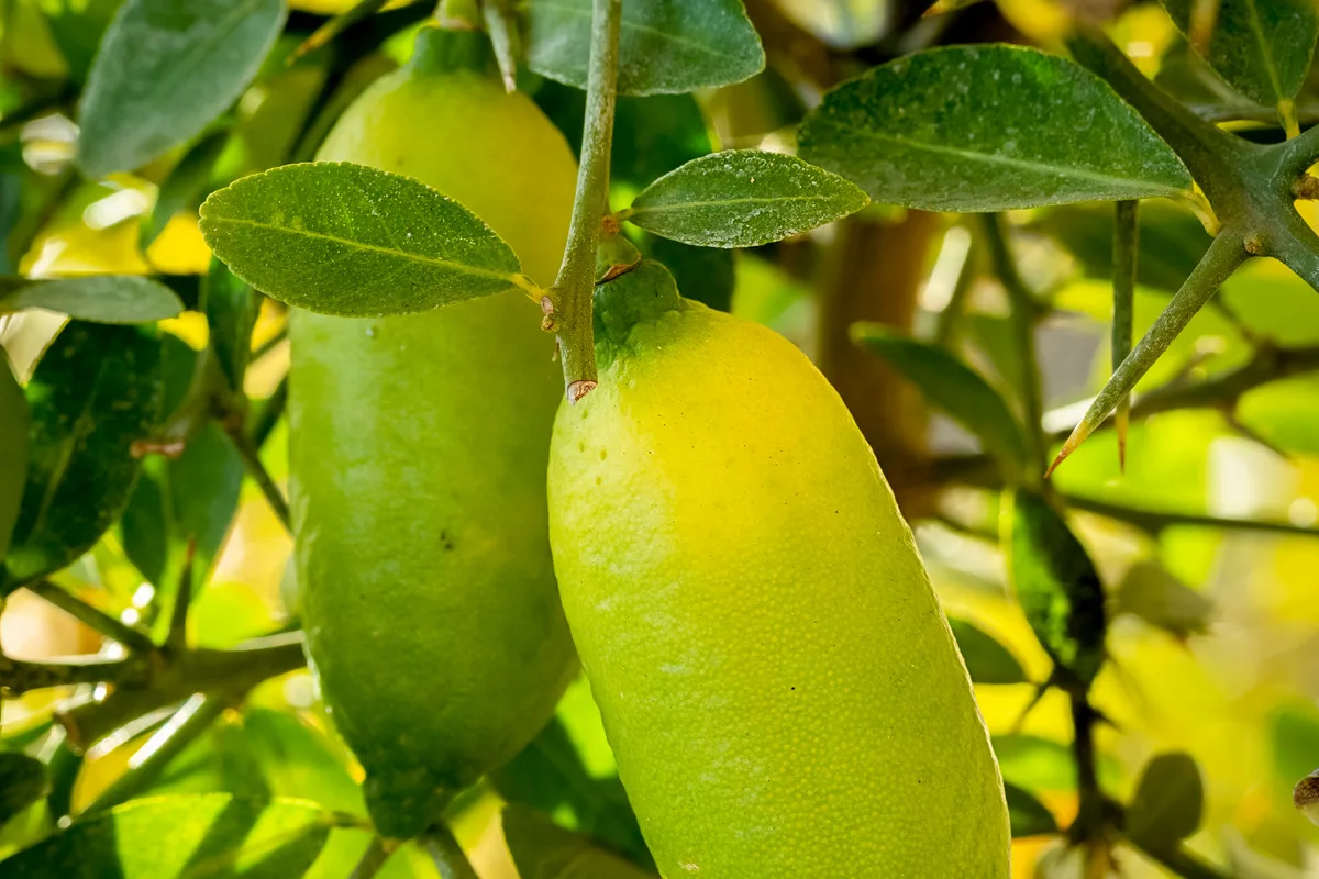 Two finger lime fruits hanging on a spiky branch among green leaves.