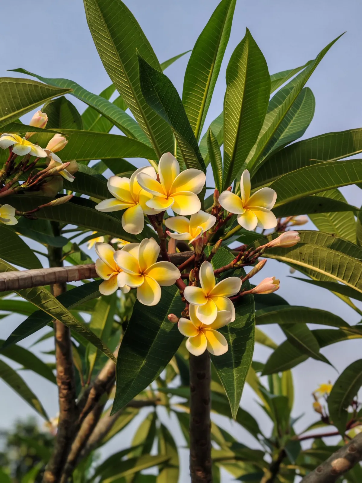 Vibrant yellow and white plumeria flowers blooming under the sun