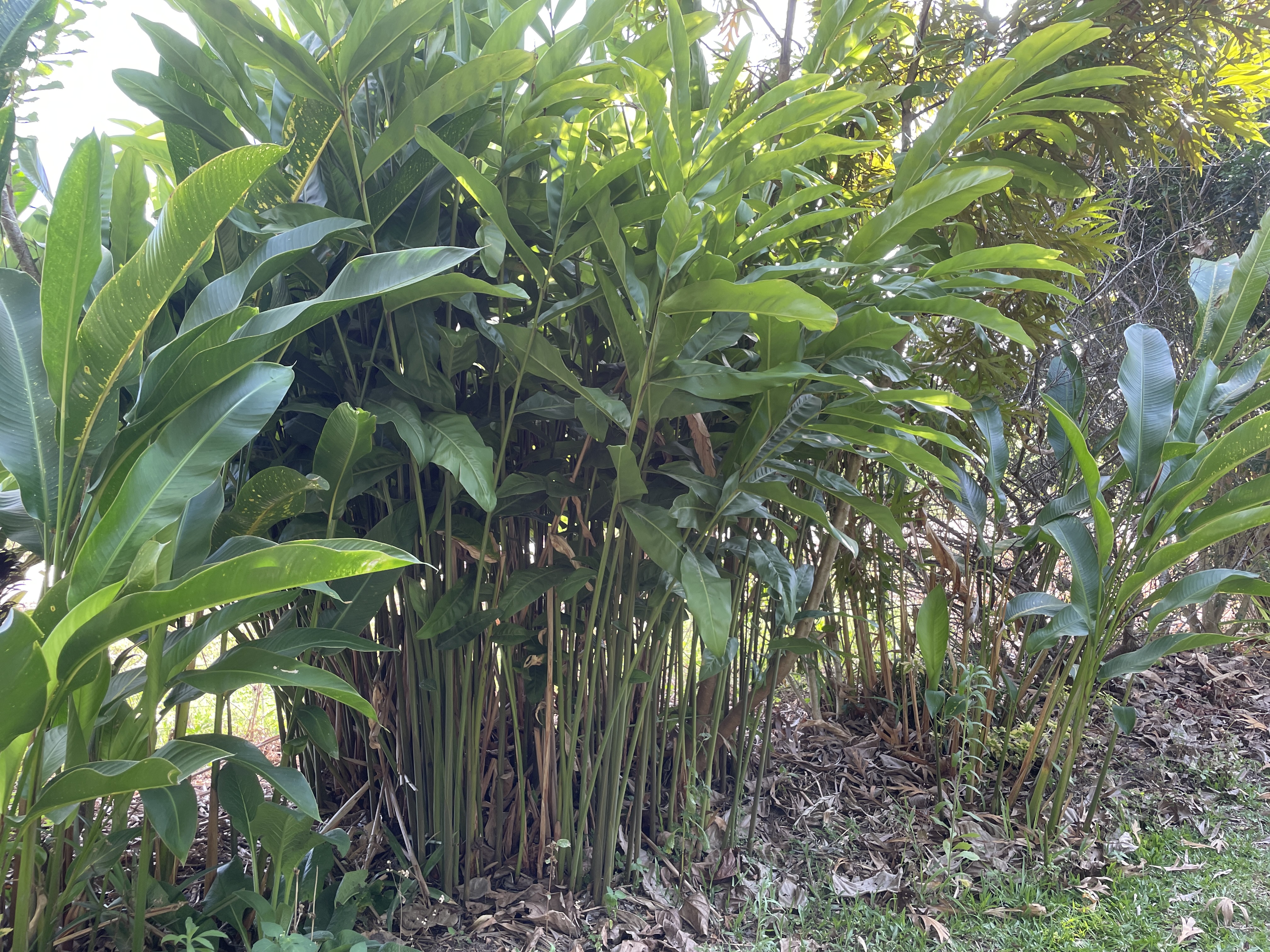 Clump of tall leafy galangal stems growing in a garden.